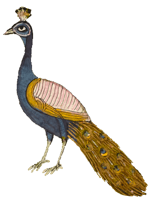 Decoration Peacock