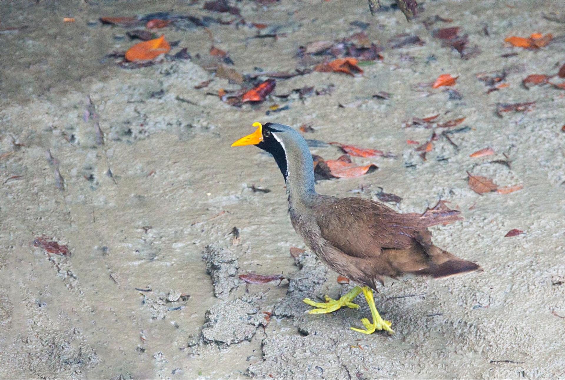 The masked finfoot in its natural habitat