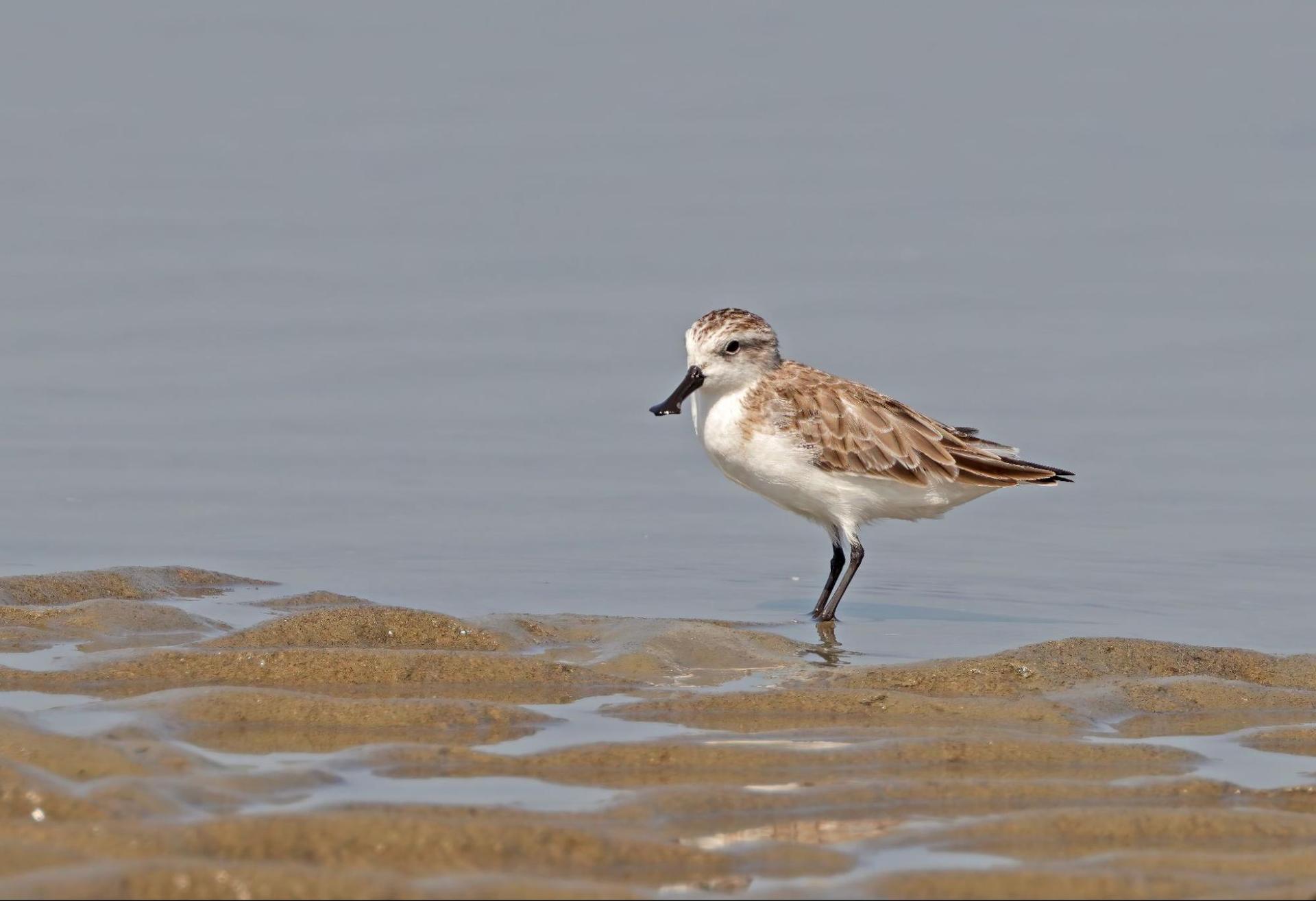 The spoon-billed sandpiper in it’s hunting session