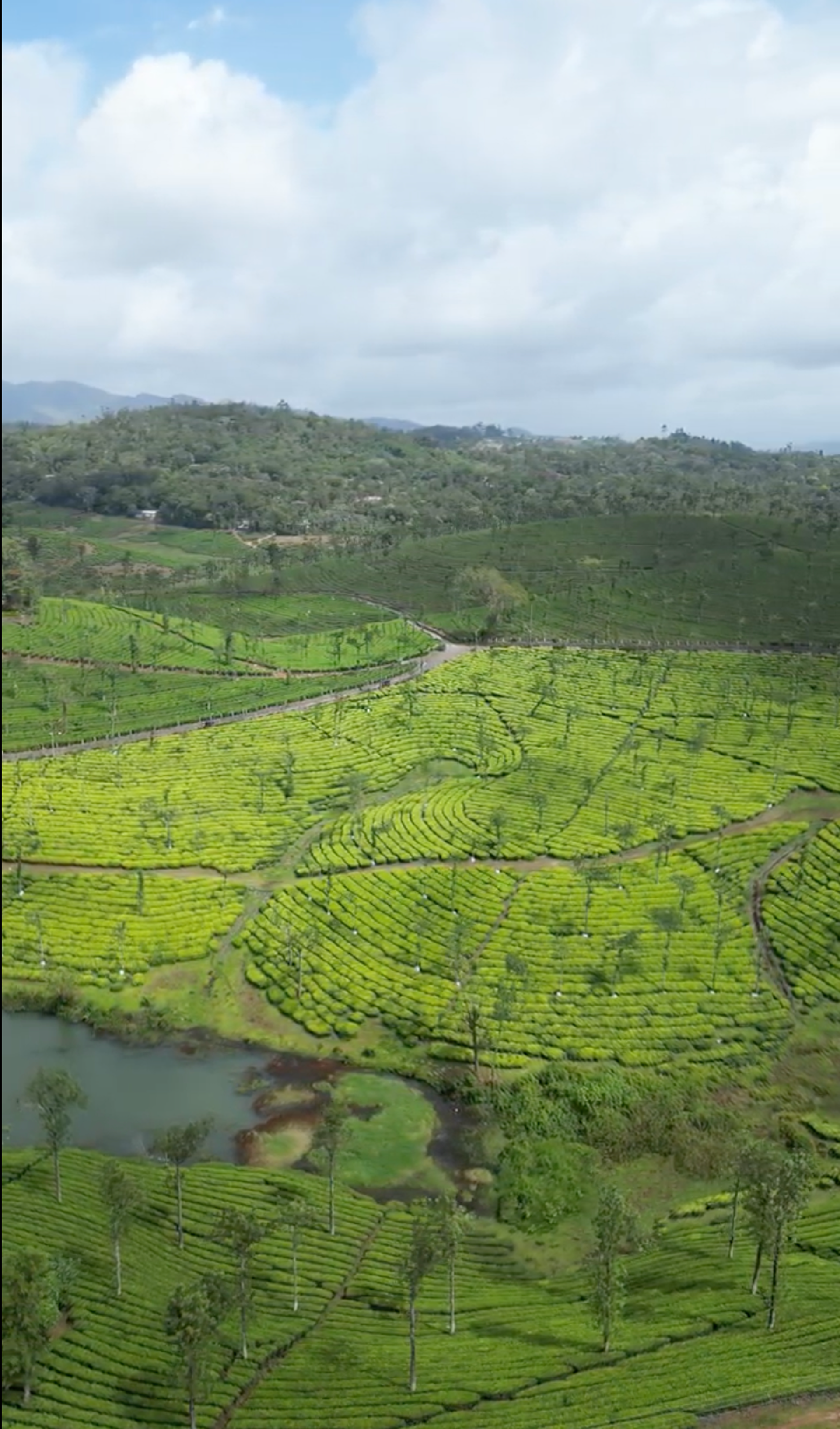 Munnar landscape