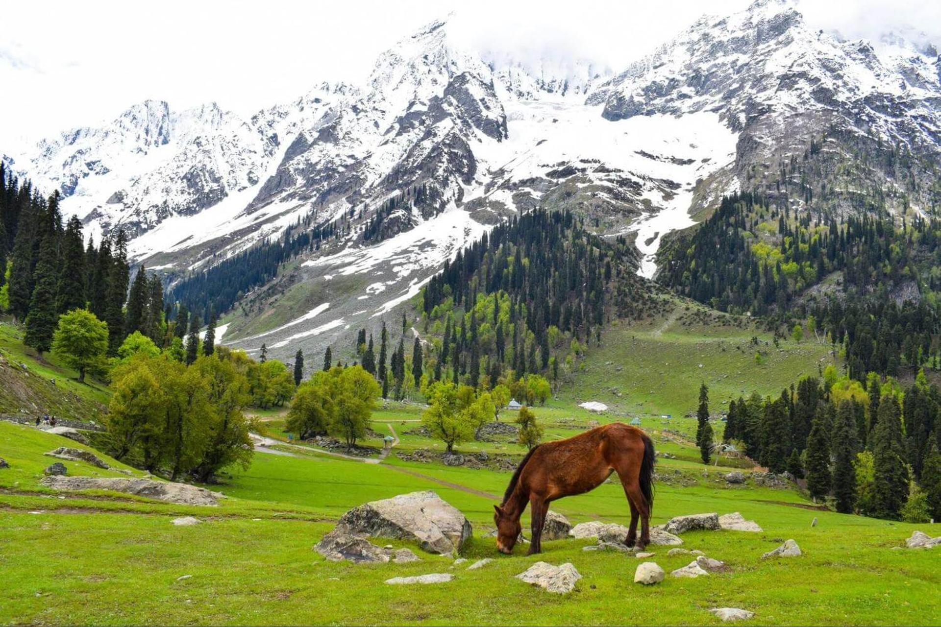 Kashmir, Forest Block