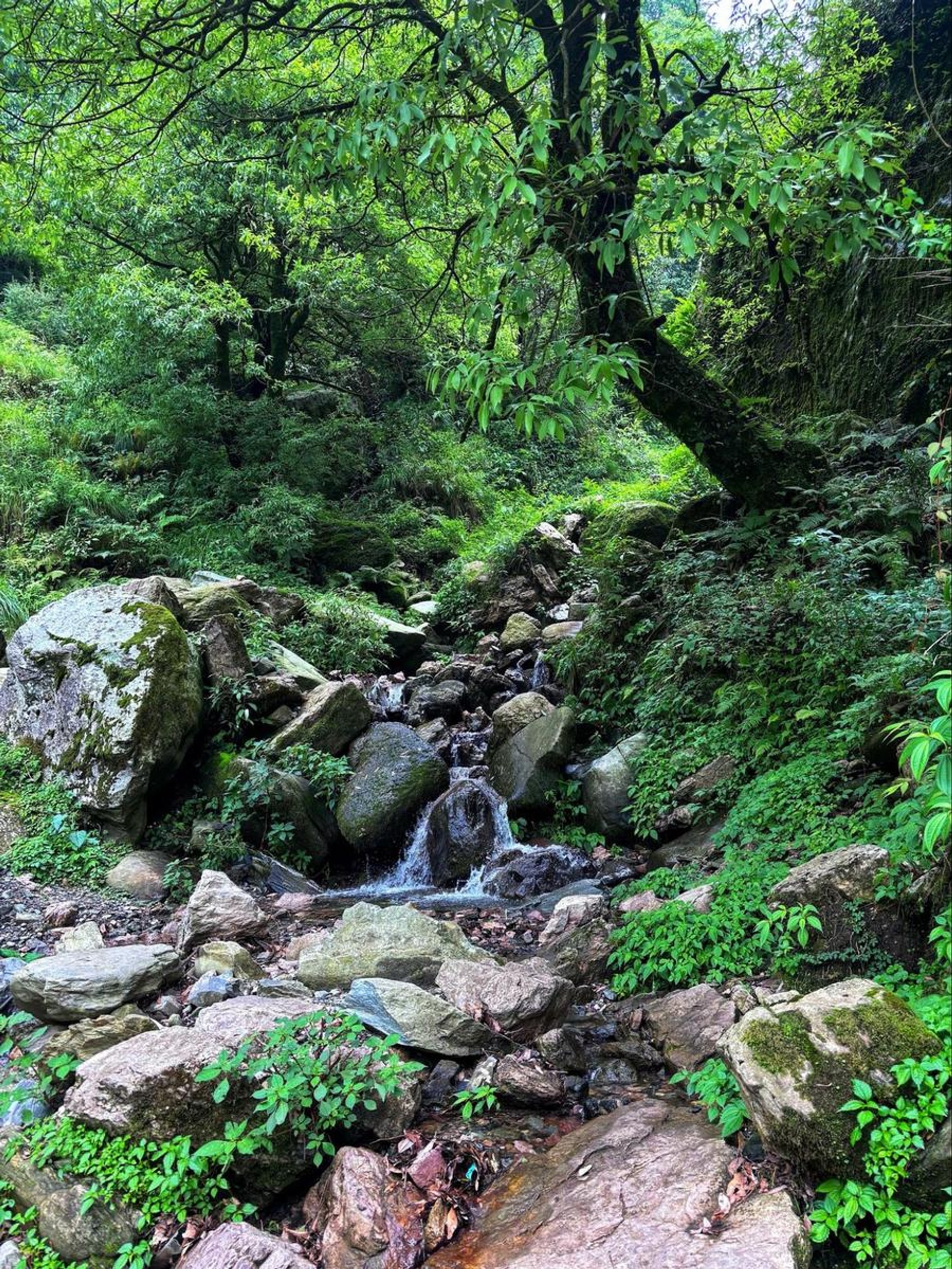McLeod Ganj Gallu trek