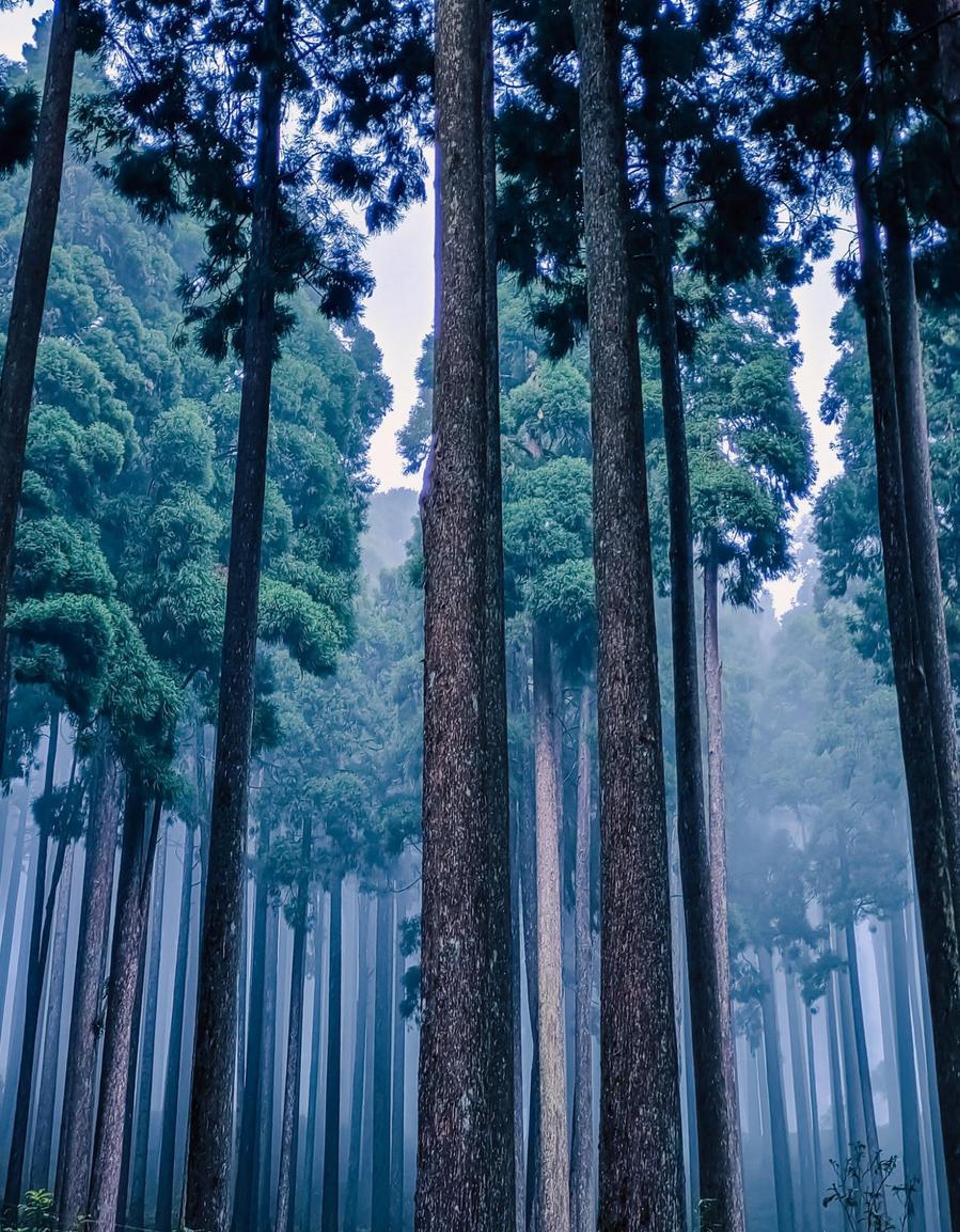 Dense pine and oak forests surrounding Chatakpur