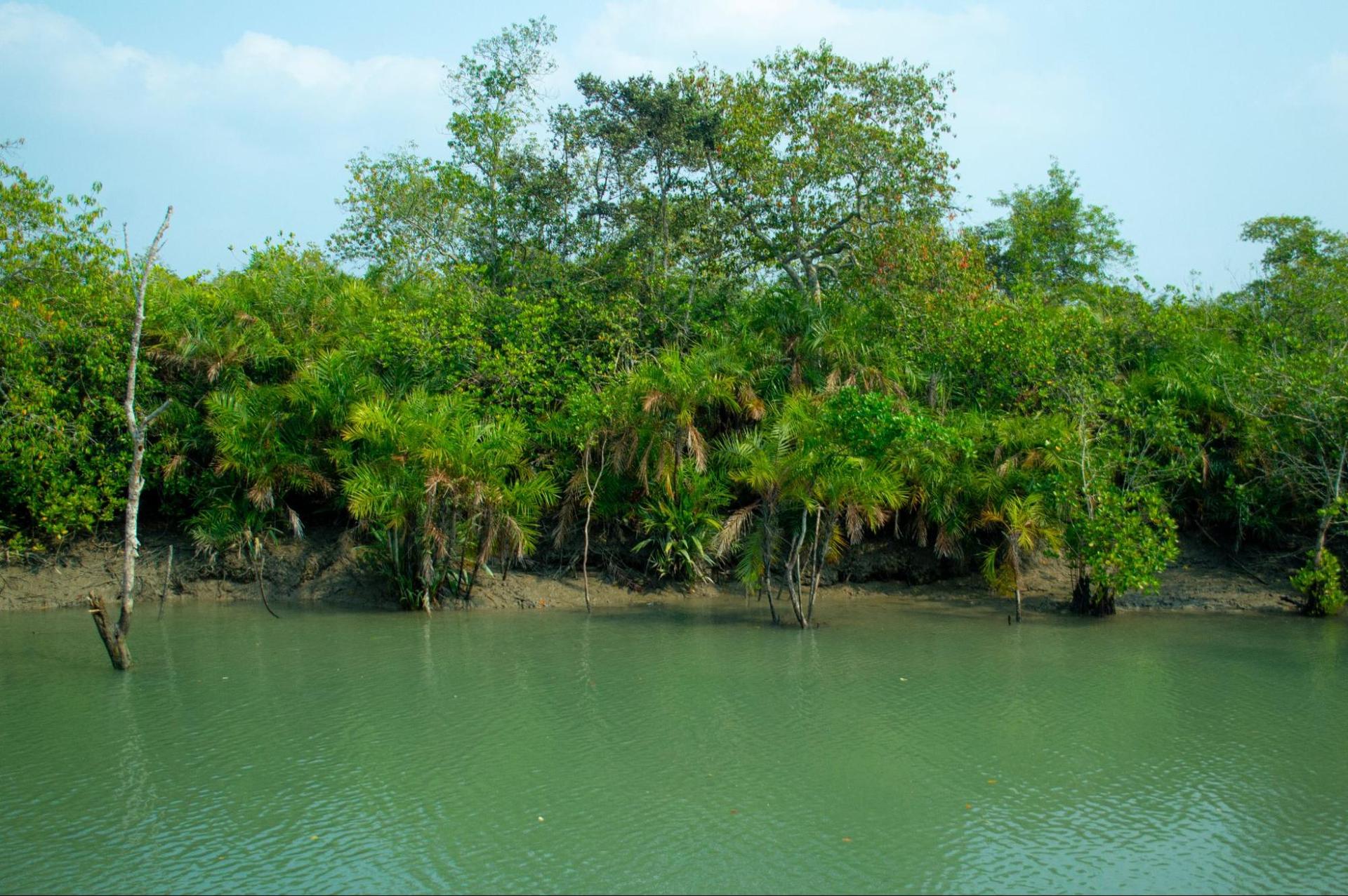 Lush green view of Sundarbans in late spring