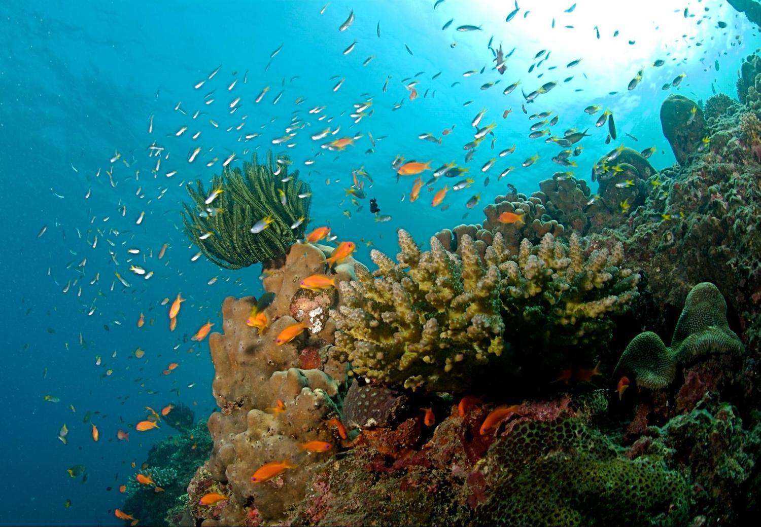 The Coral Reef at the Andaman Islands
