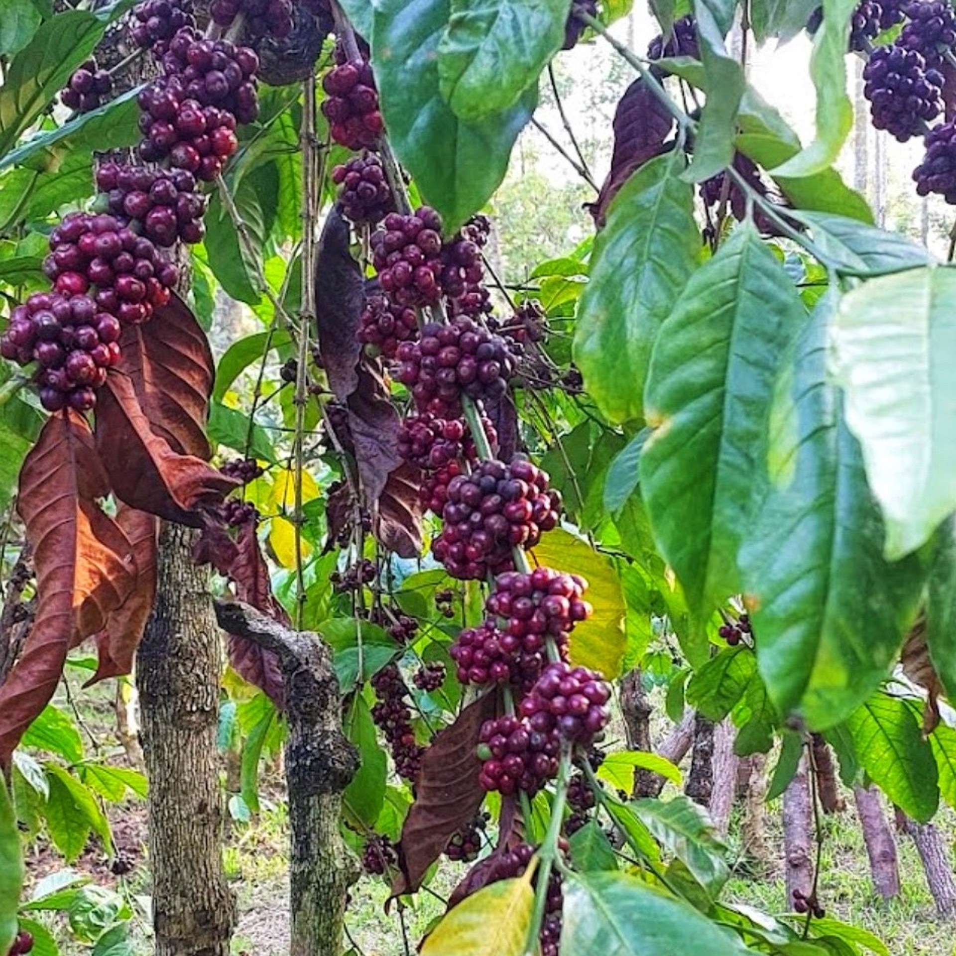 Chikmagalur coffee beans
