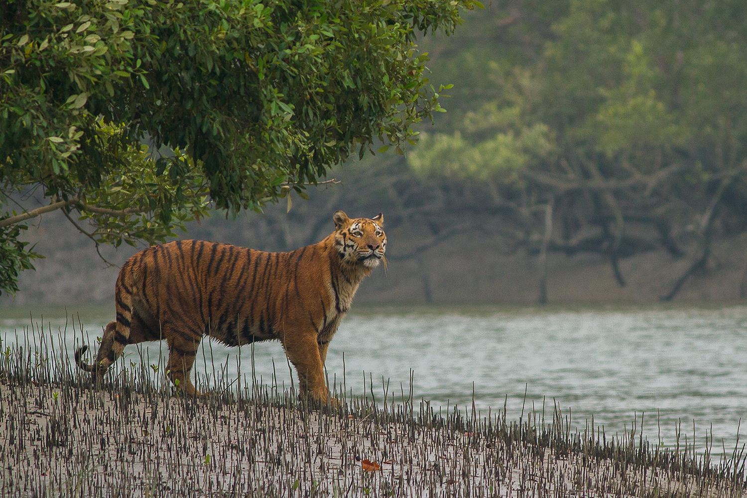 Majestic image of Royal Bengal Tiger