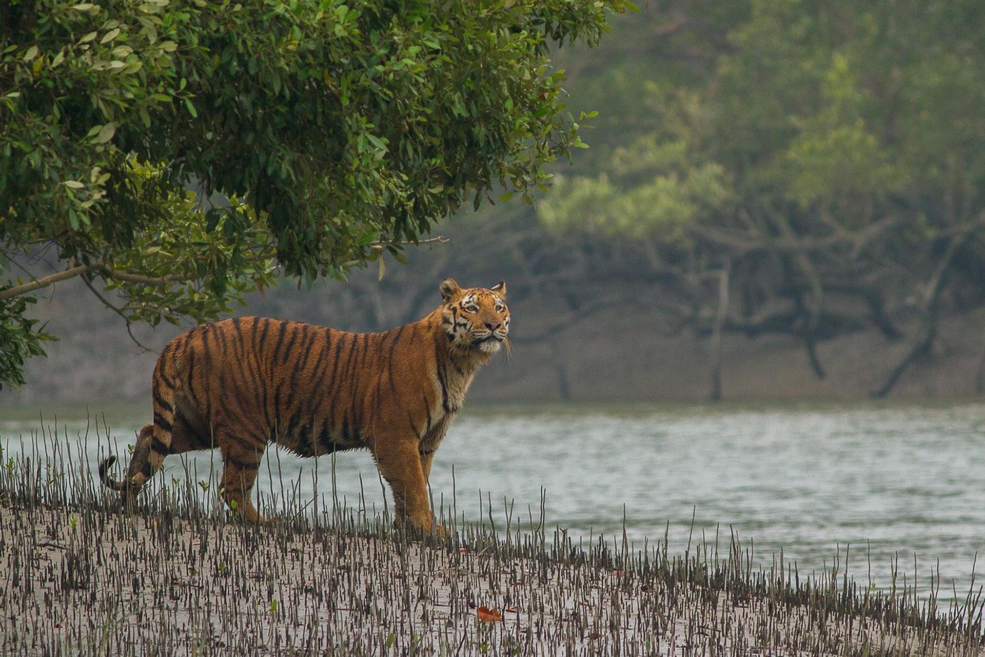 Majestic image of Royal Bengal Tiger
