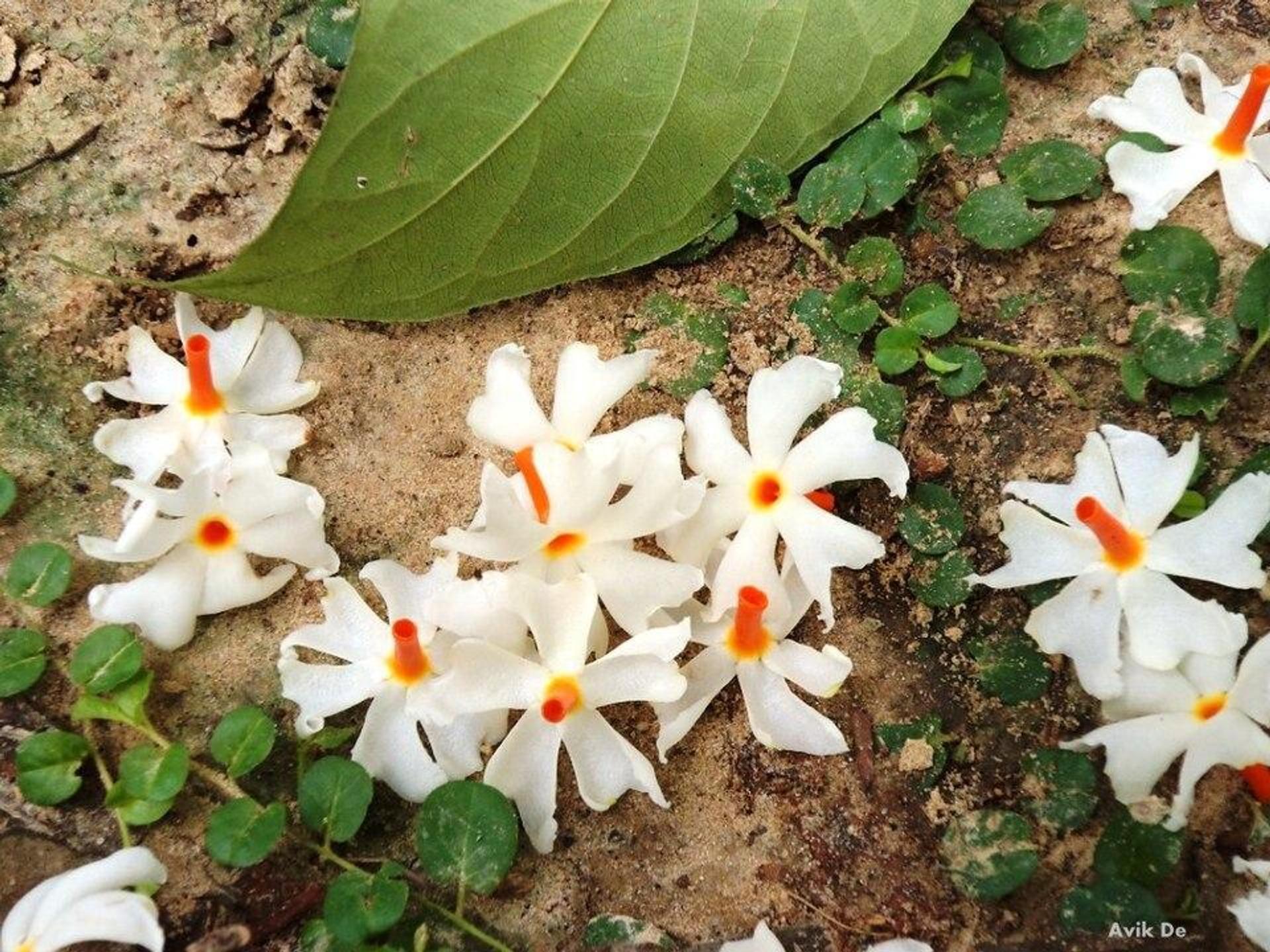 Shiuli flowers scattered on damp soil