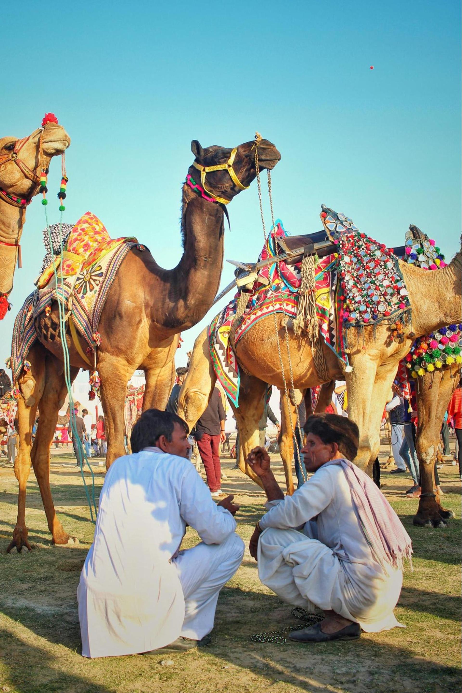 Ornate Camels