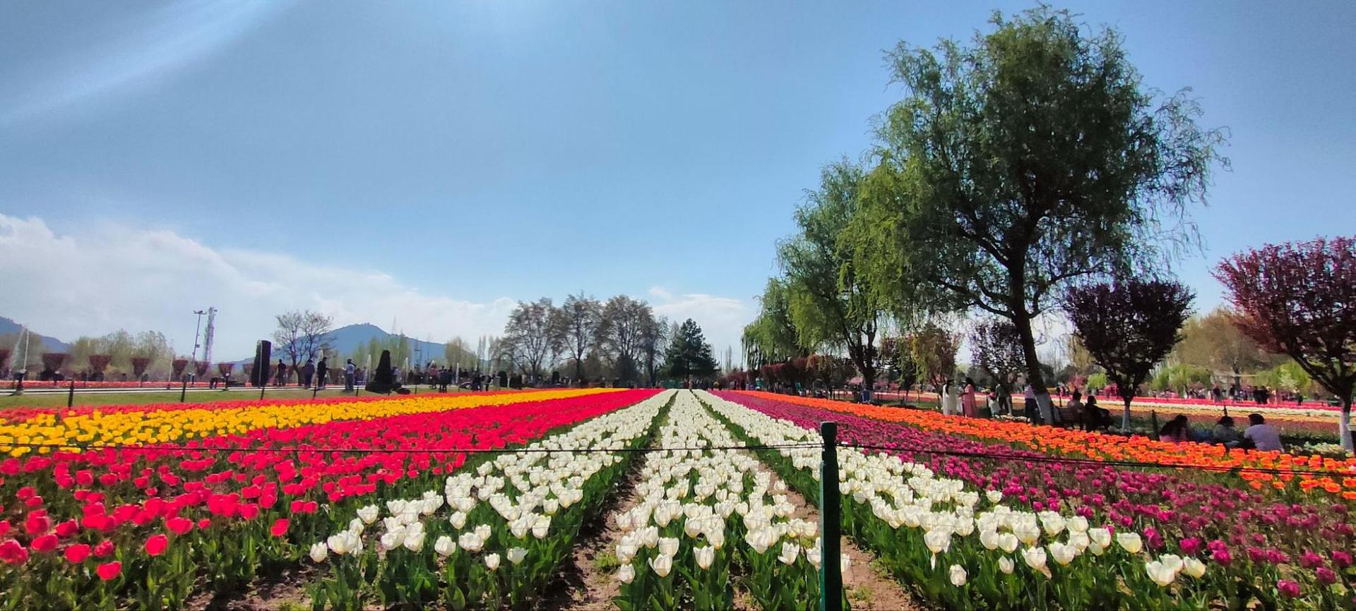 Indira Gandhi tulip garden