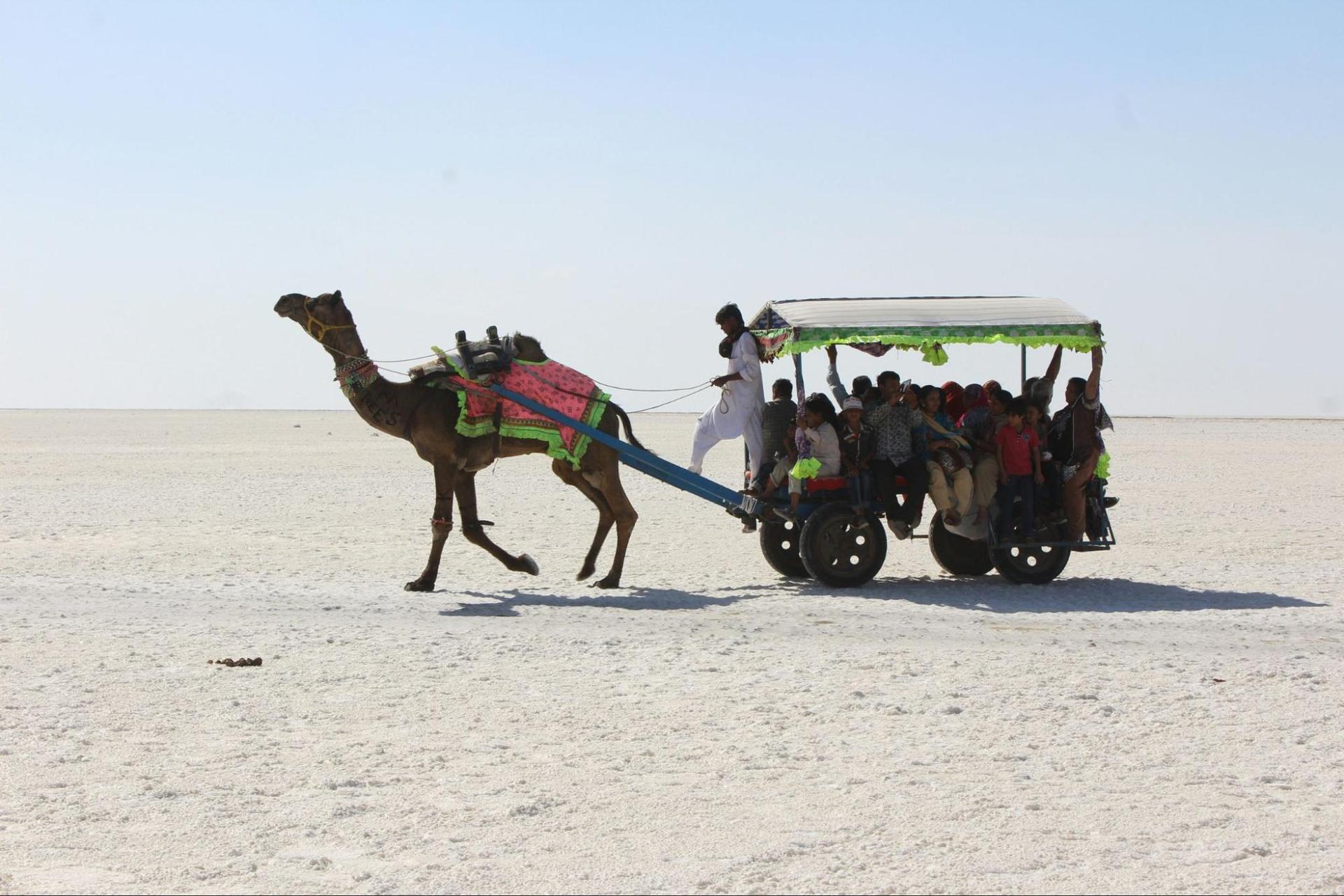 Locals travelling through camel at the Kutuch Desert