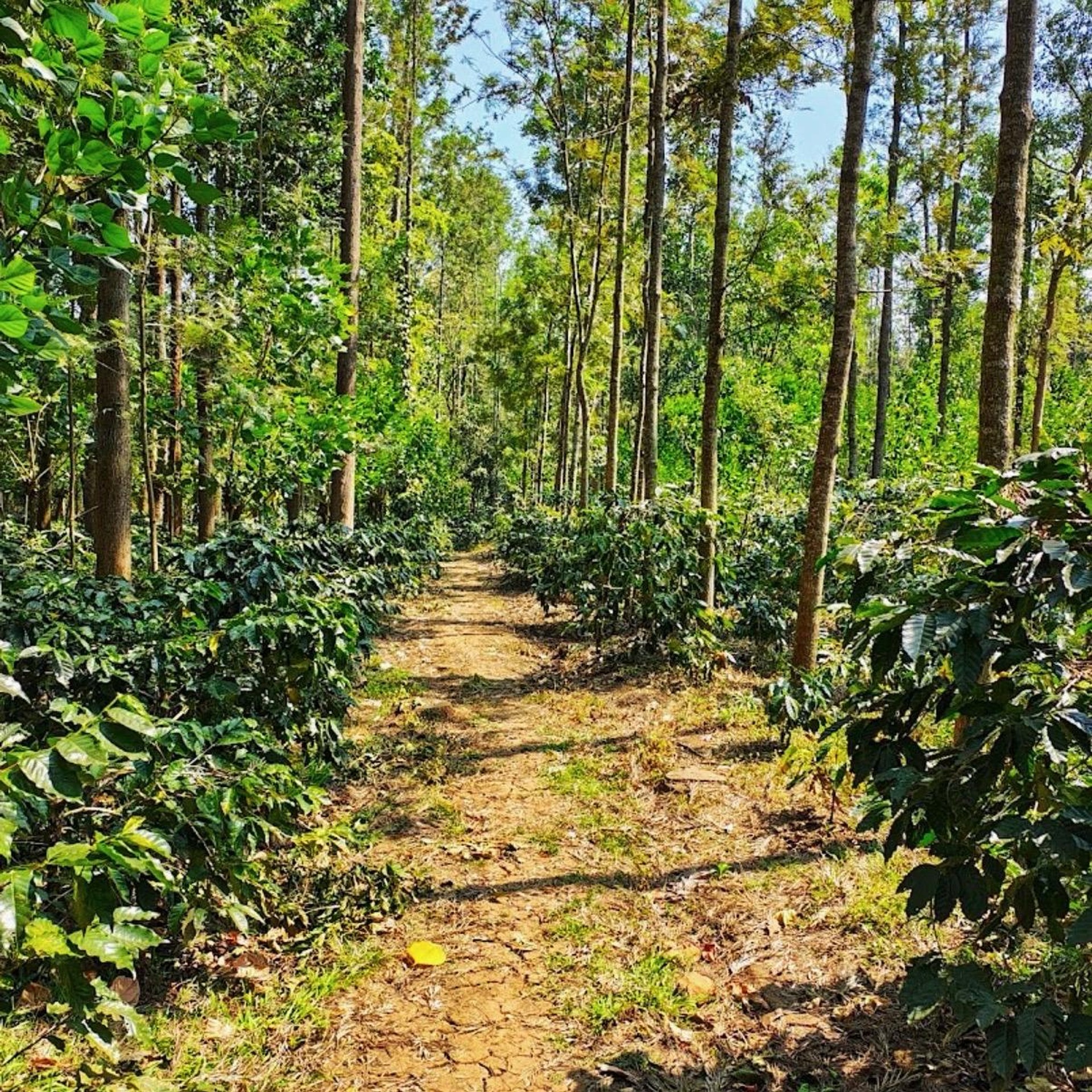 Chikmagalur coffee plant photo