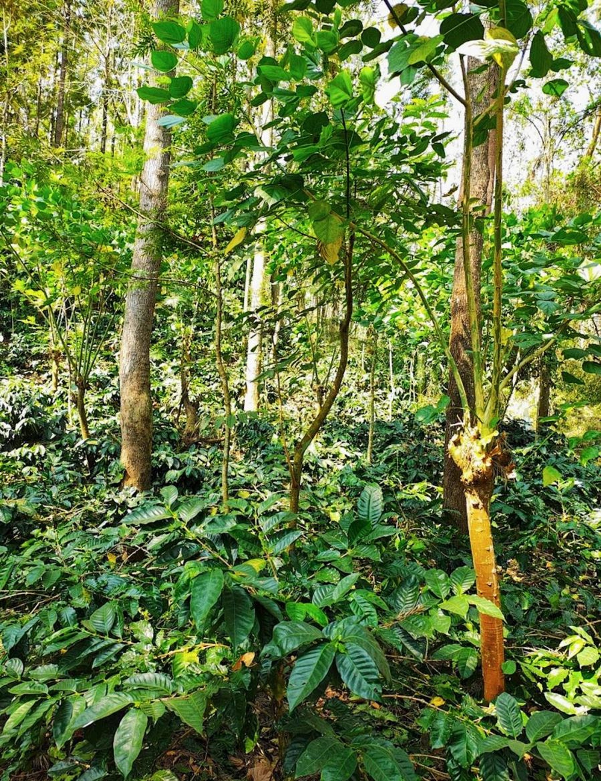 Sakleshpur coffee plants