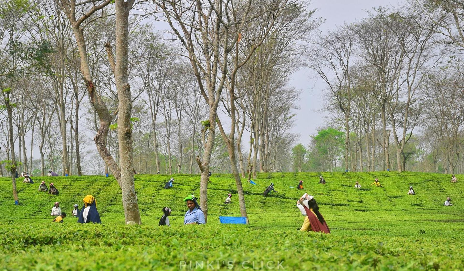 Tea Estate of Darjeeling