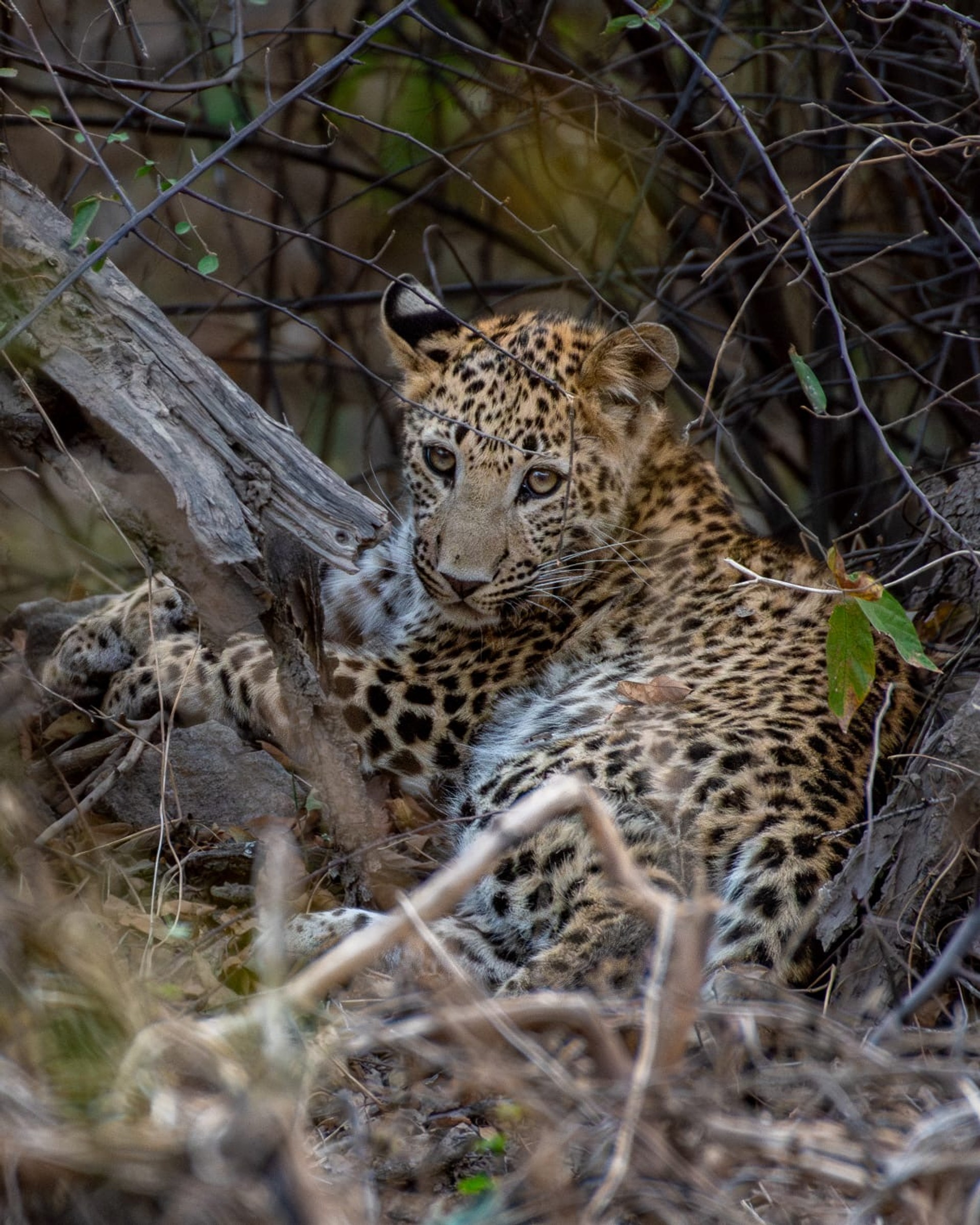 Leopard Safari