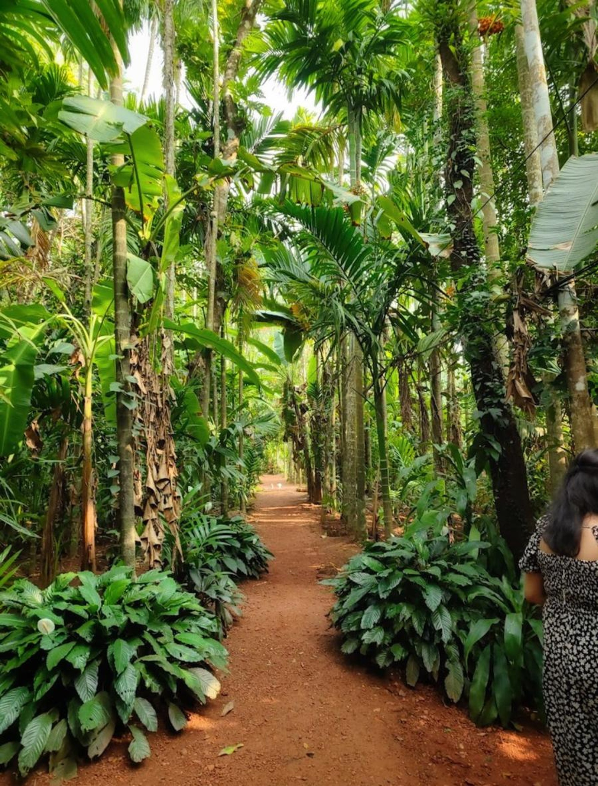 Path Along the Plantations