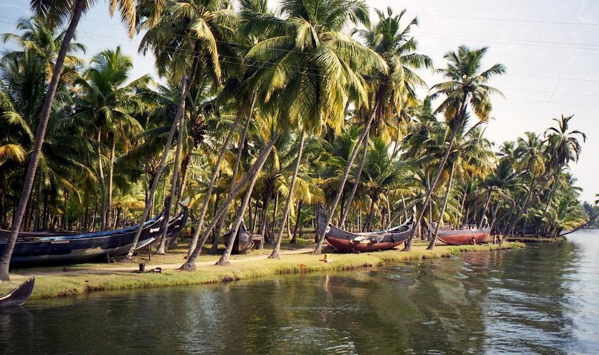 Coconut trees swaying in the breeze