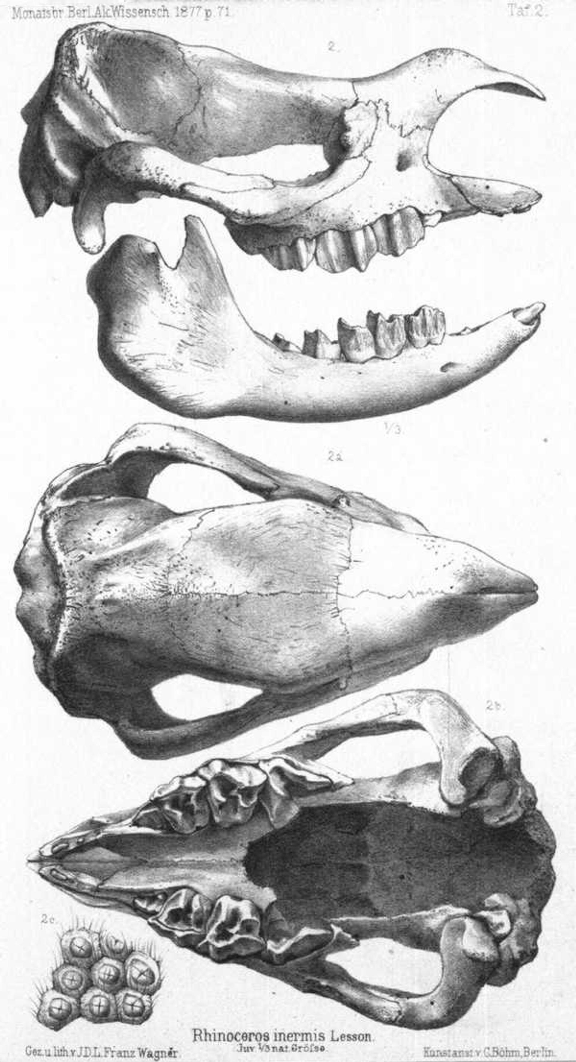 Skull of the Indian Javan Rhinoceros at the Berlin Museum