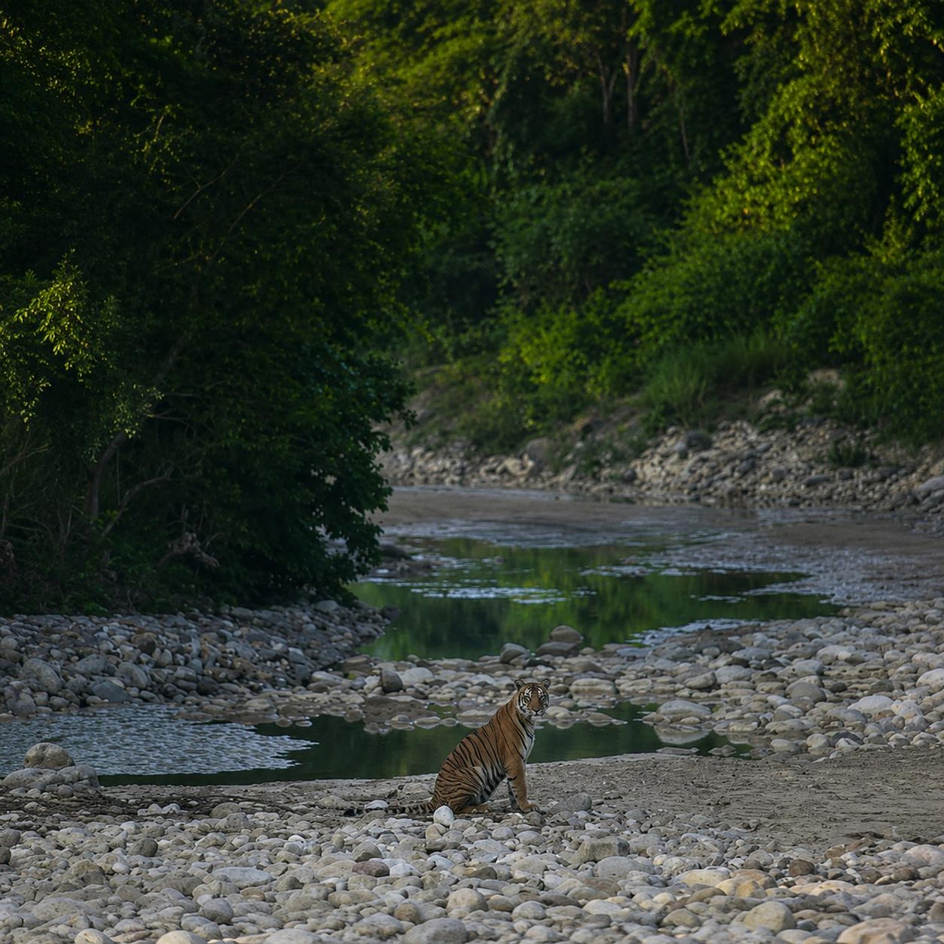 Tiger in Jim Corbett Park