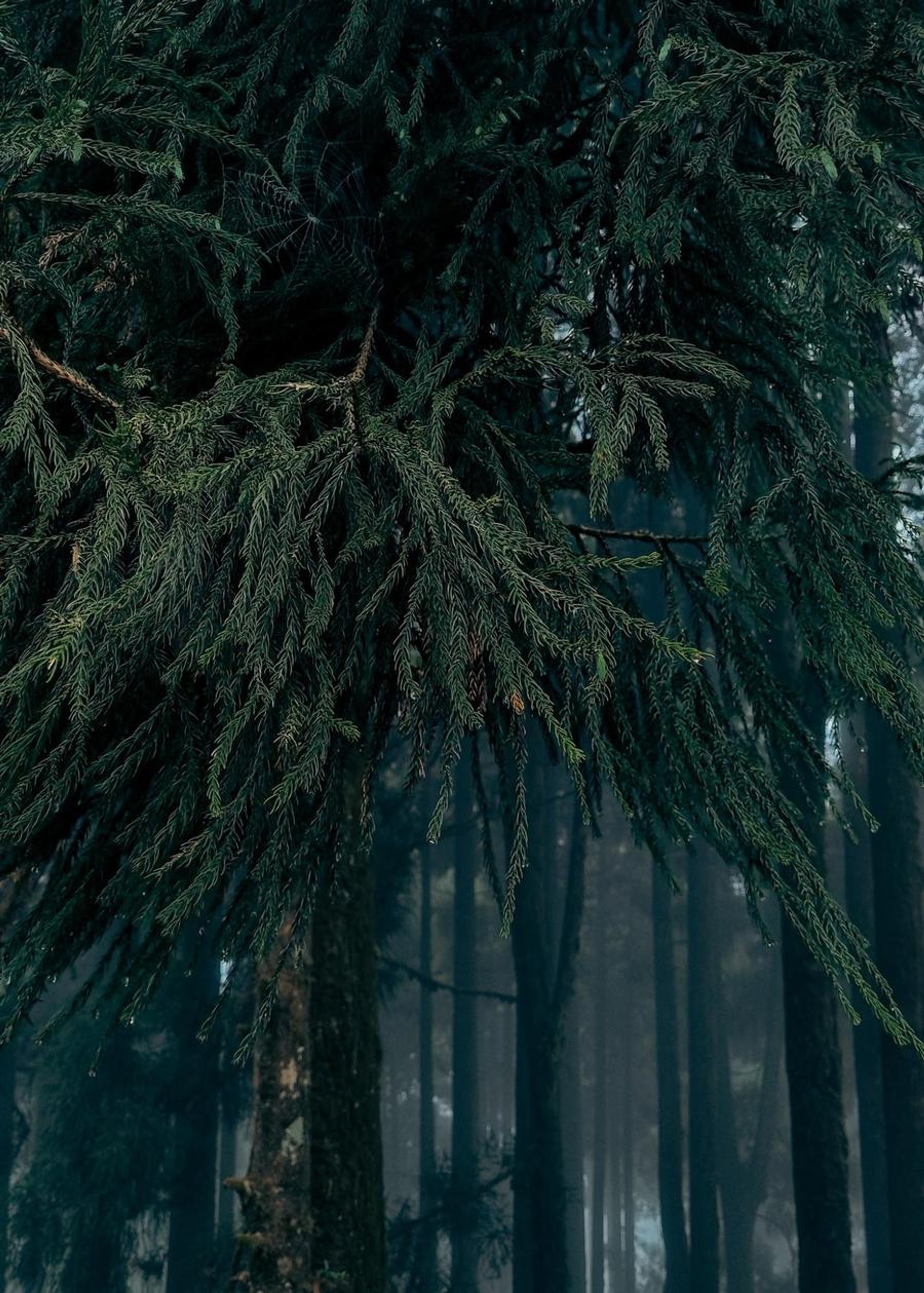 Dense pine and oak forests surrounding Chatakpur