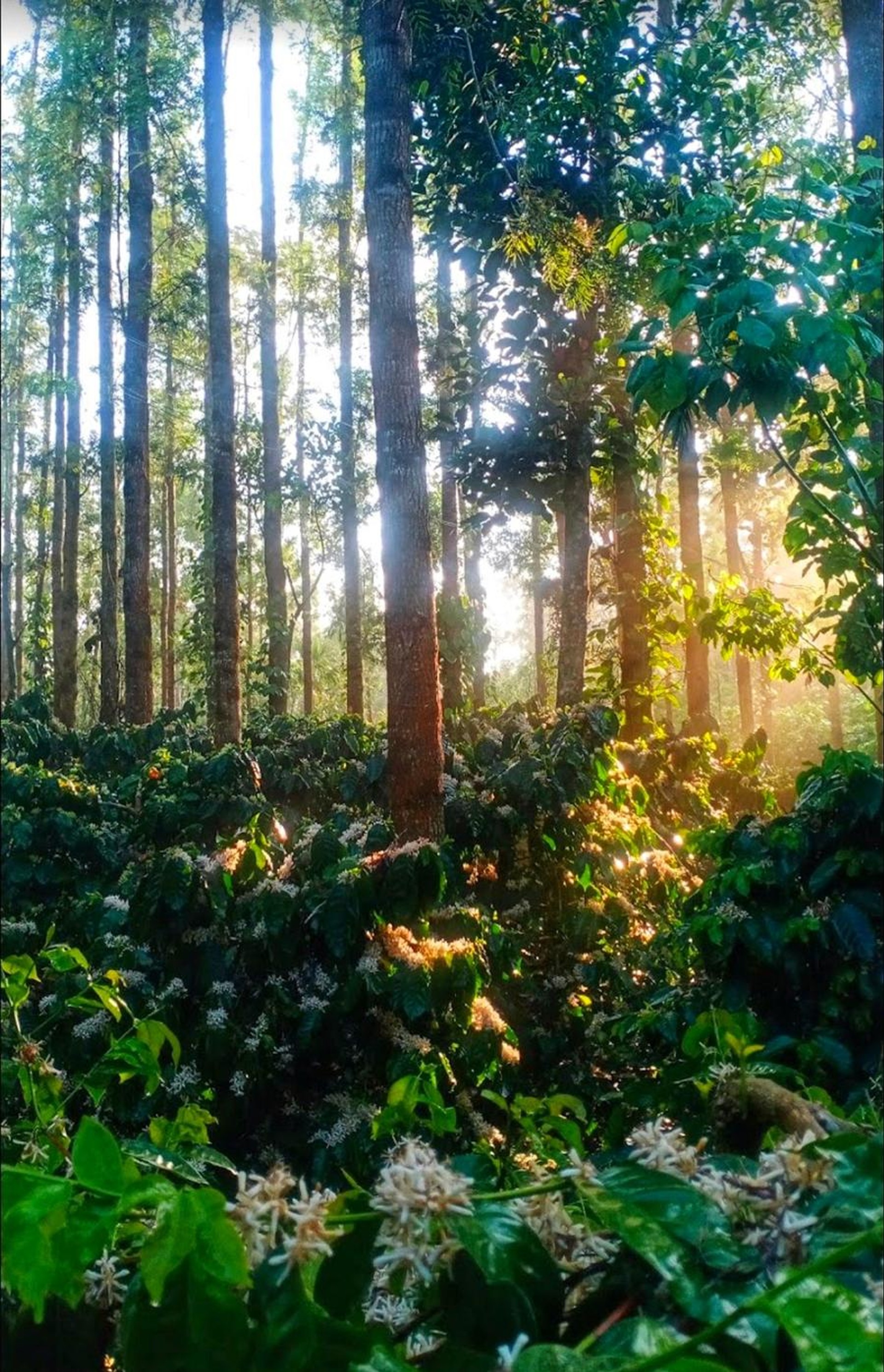 Chikmagalur coffee plant and trees