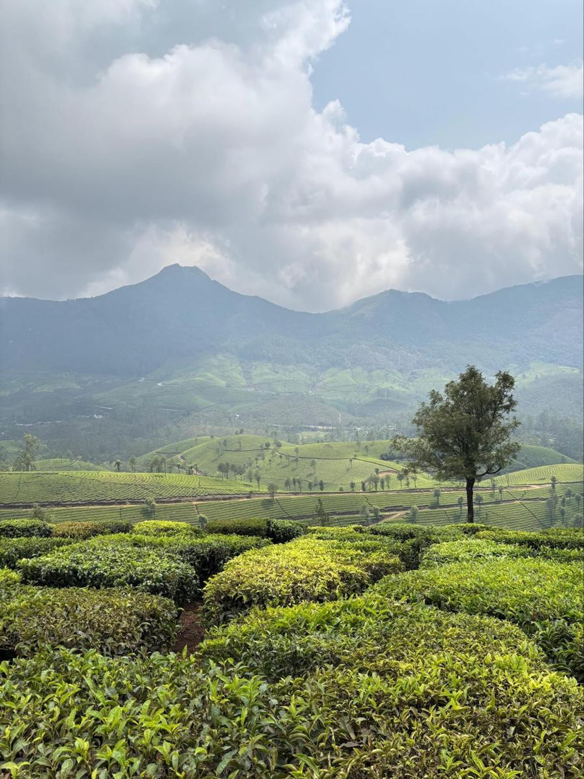 Tea Gardens as far as eye can see
