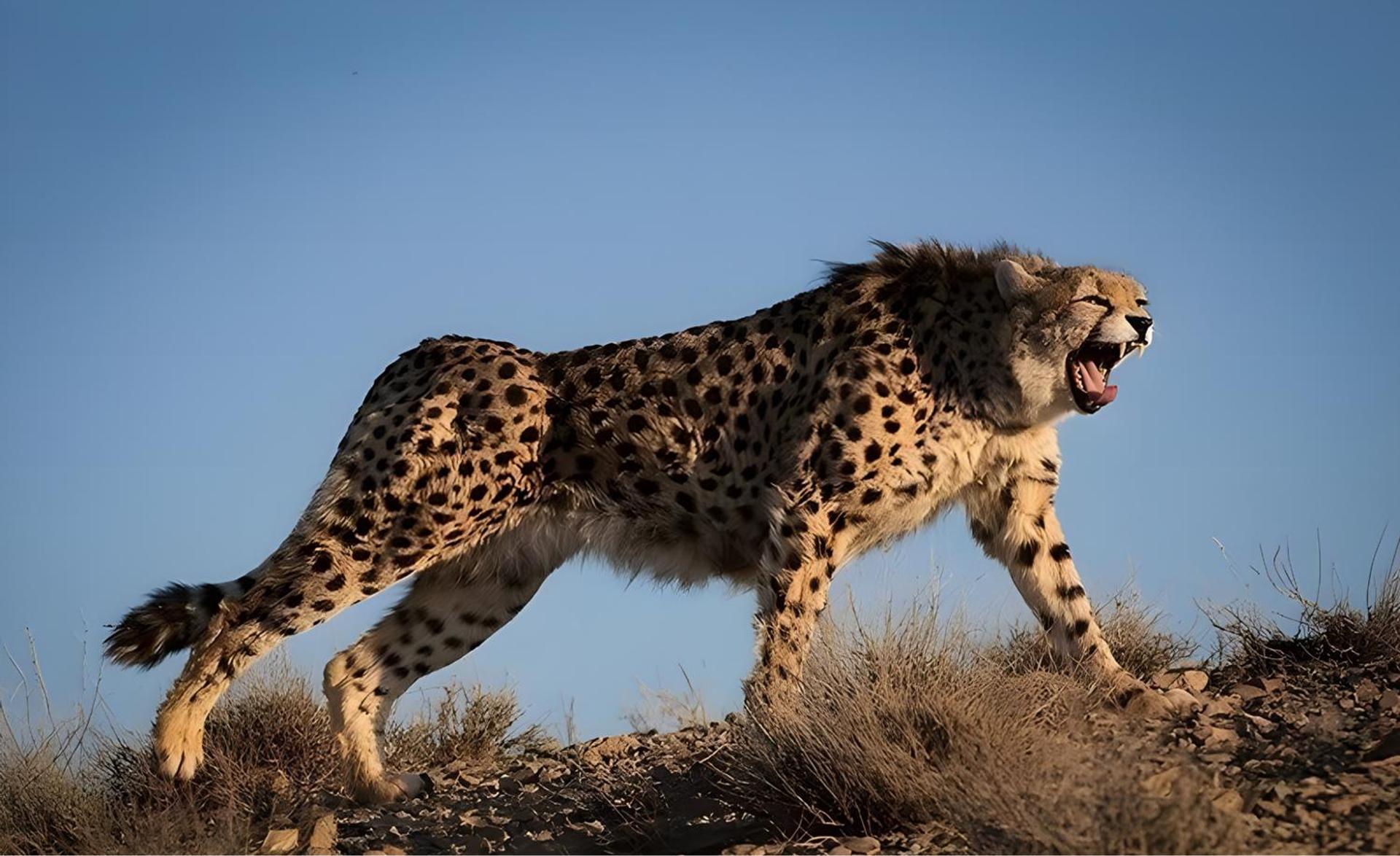 The roar of Iranian asiatic cheetah