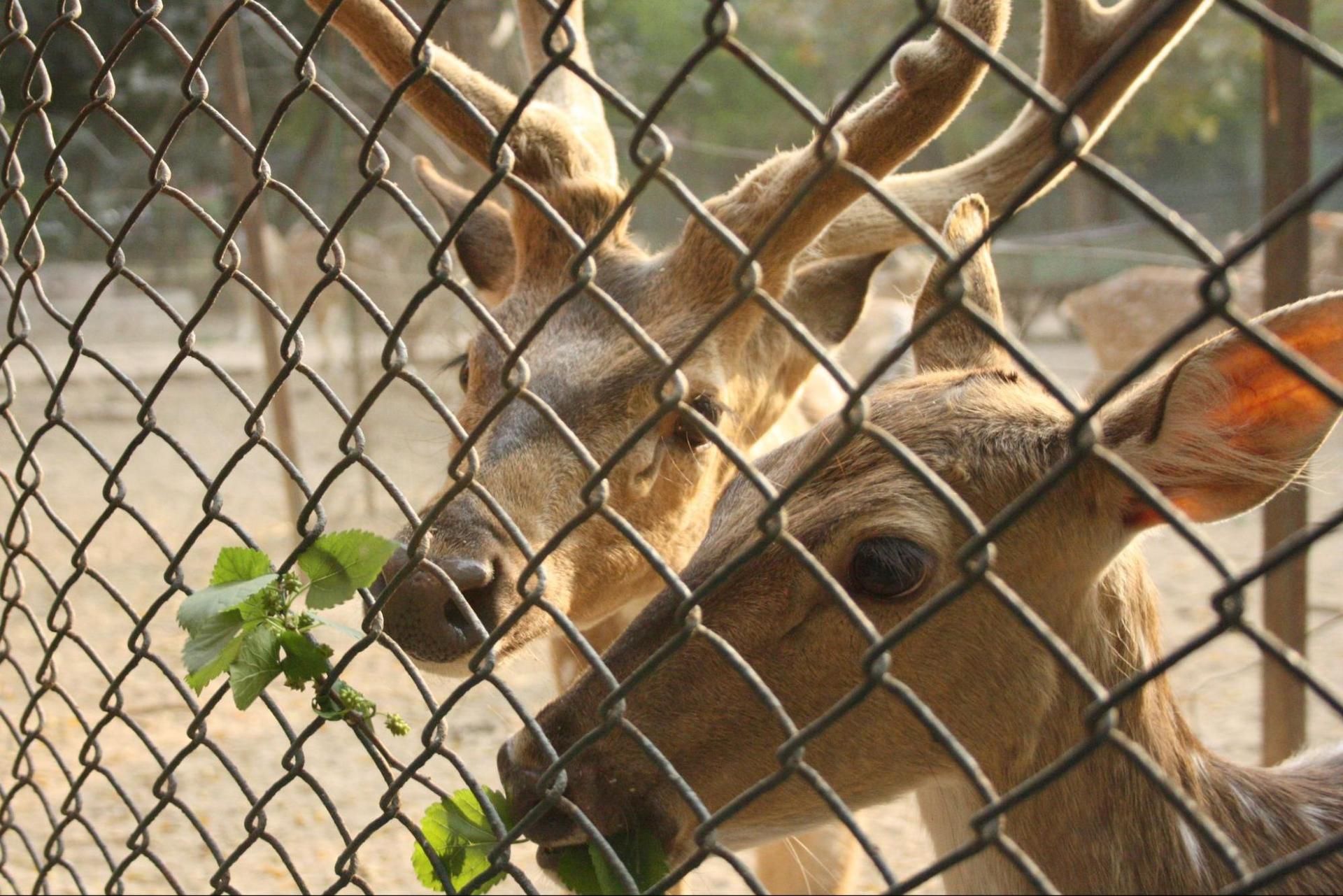 Deer in Deer Park
