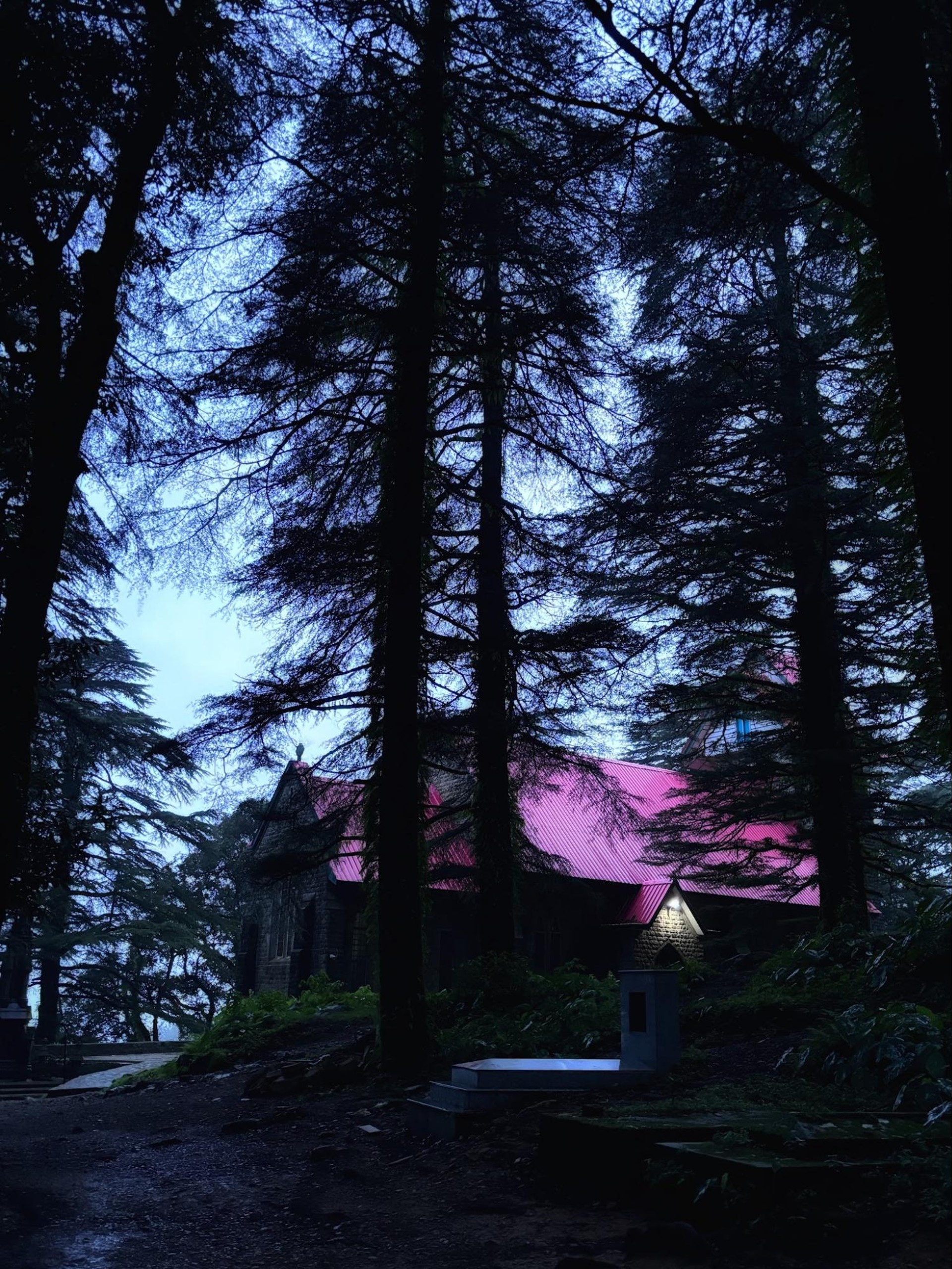 McLeod Ganj stay in pine forest