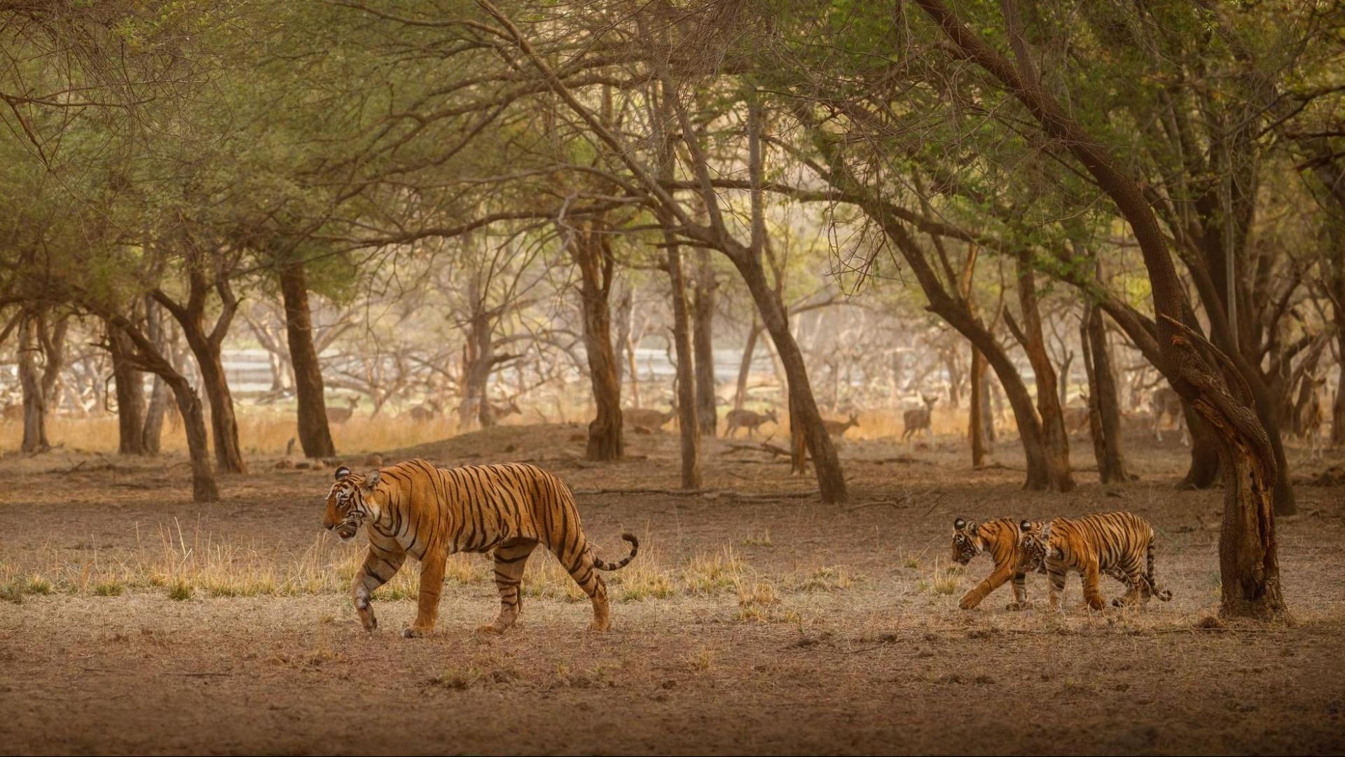 Female Bengal Tiger with her two cubs