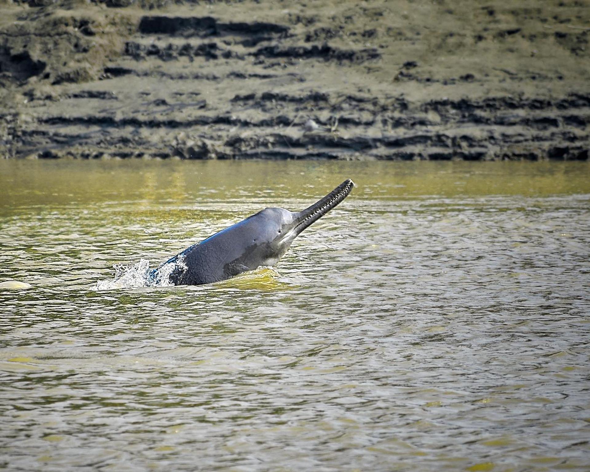 The ganges river dolphin poking it’s head out