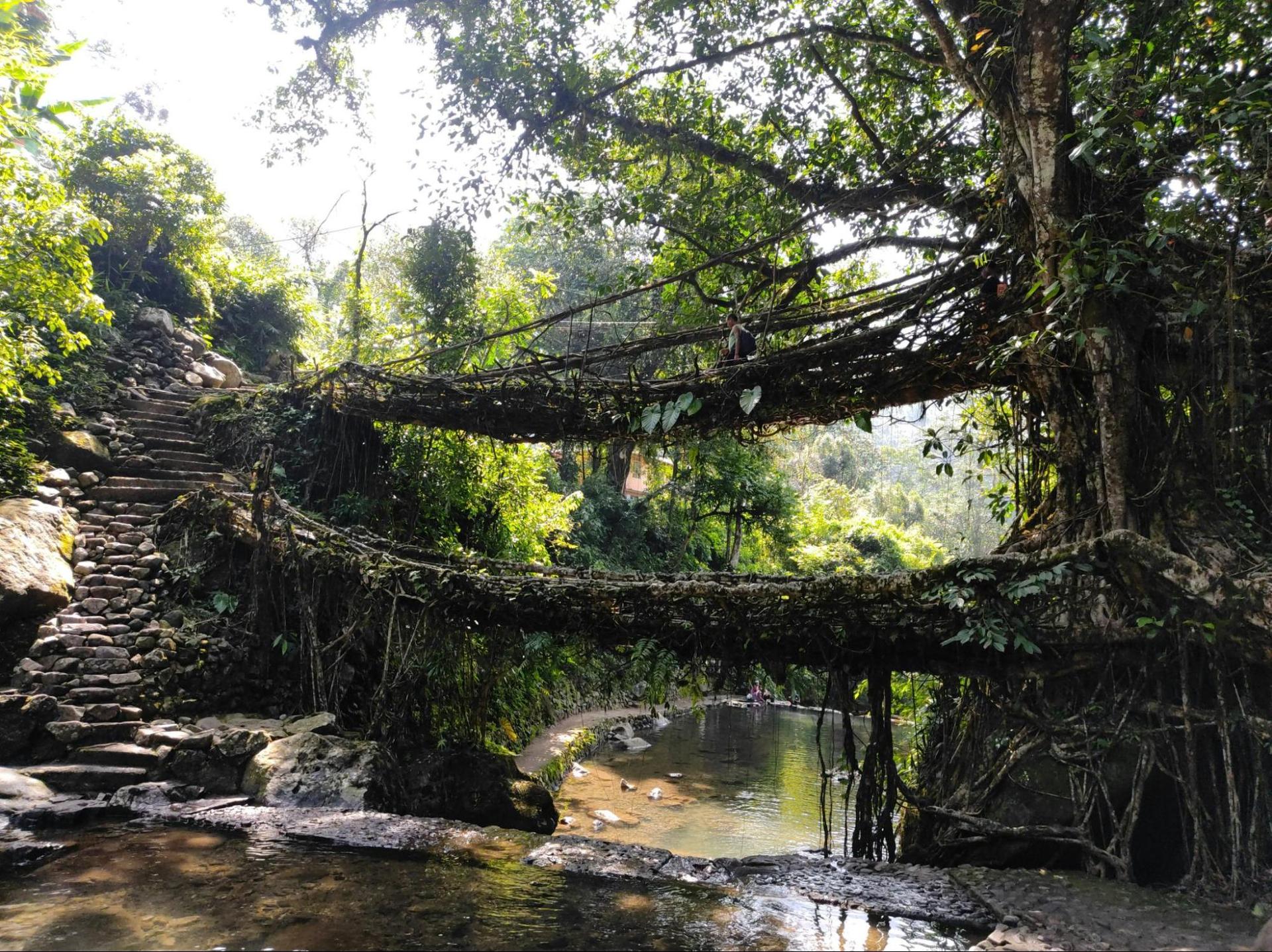 The Living Root Bridge at Nongriat, Meghalaya