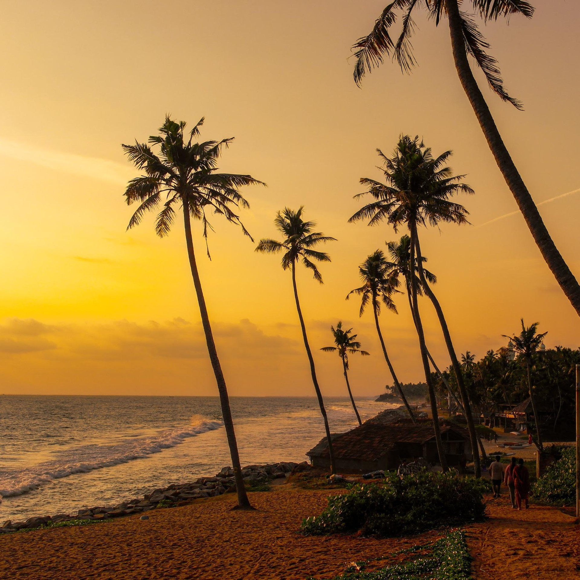 Varkala palm trees by the ocean