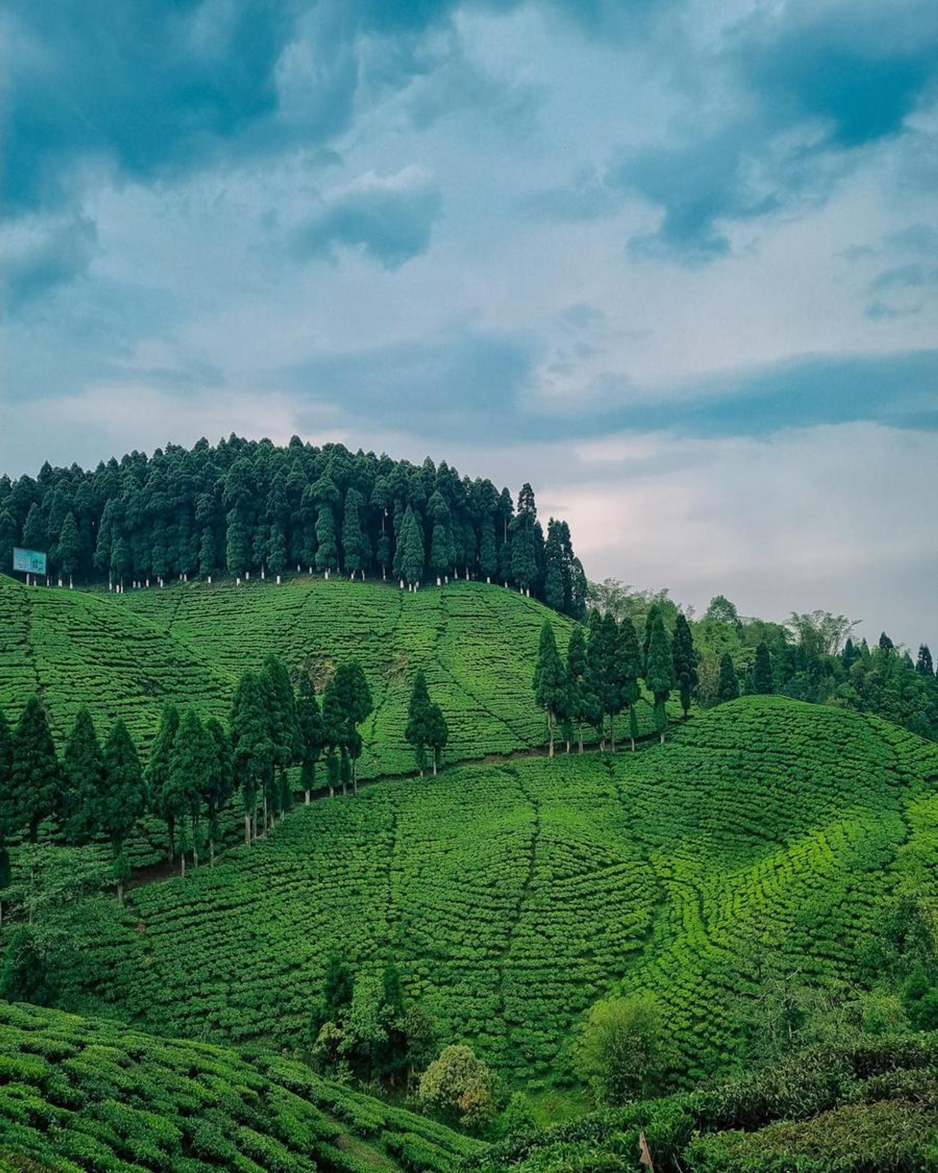 Views from the Happy Valley Tea Estate