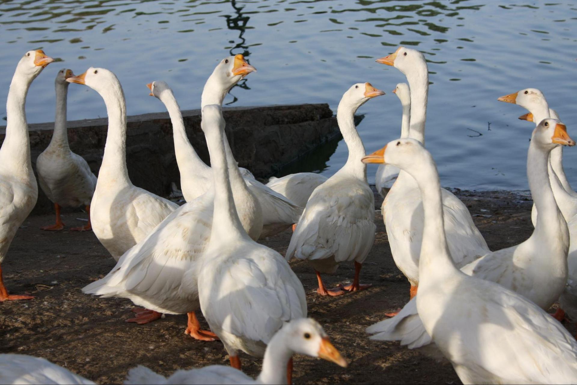 Geese at Deer Park