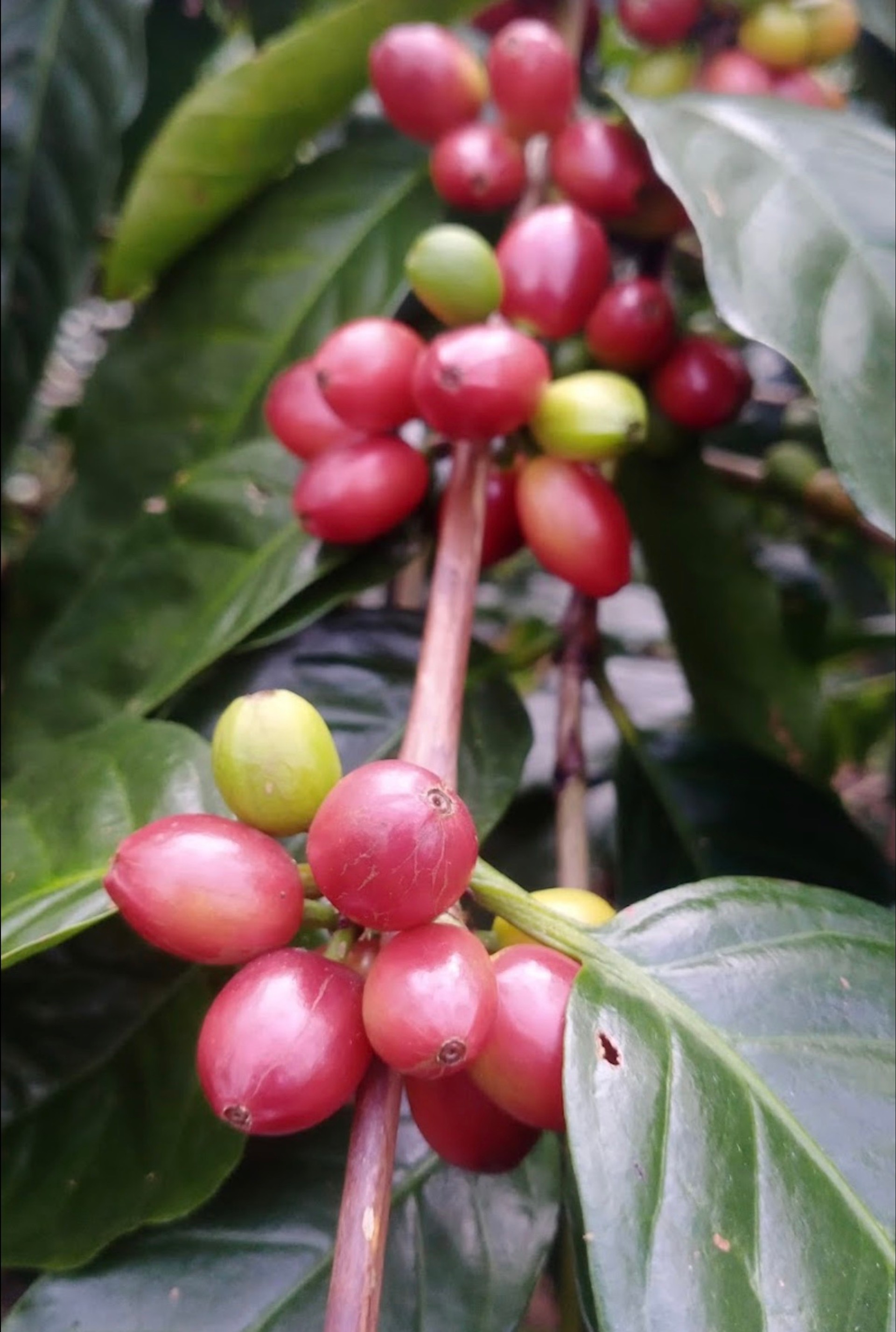 Sakleshpur coffee beans