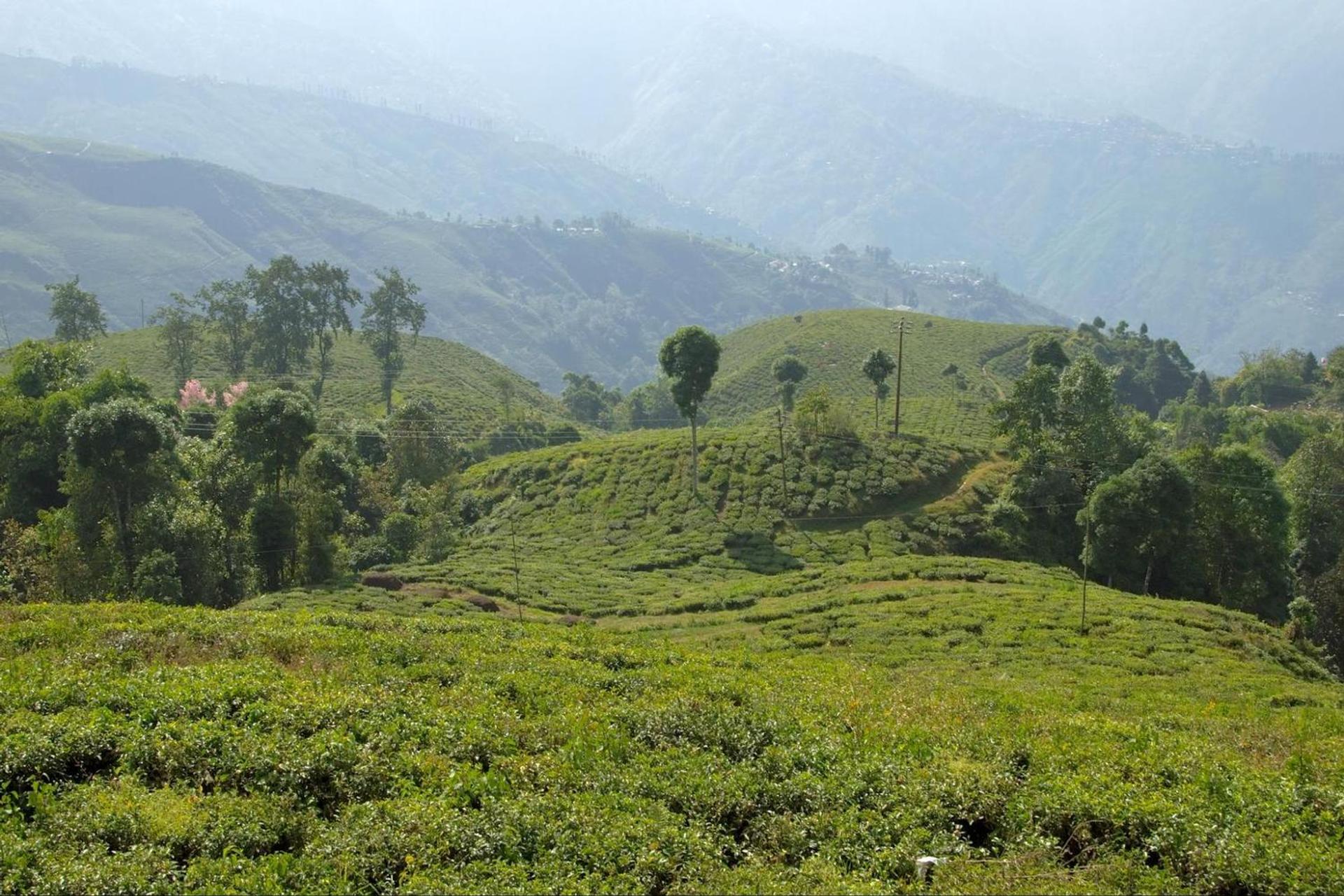 Tea gardens of Darjeeling