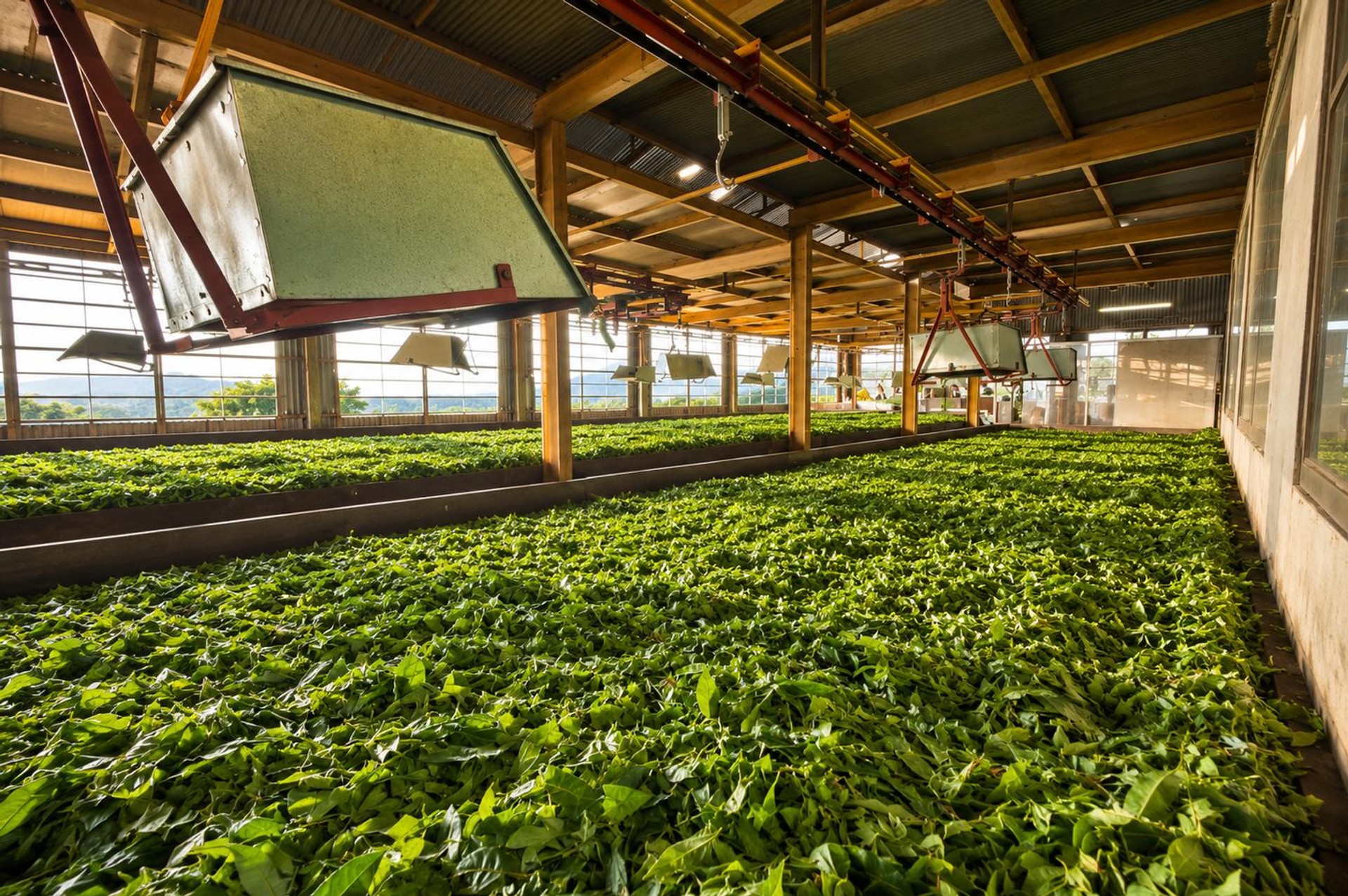 Loads of tea leafs inside The Tea Factory
