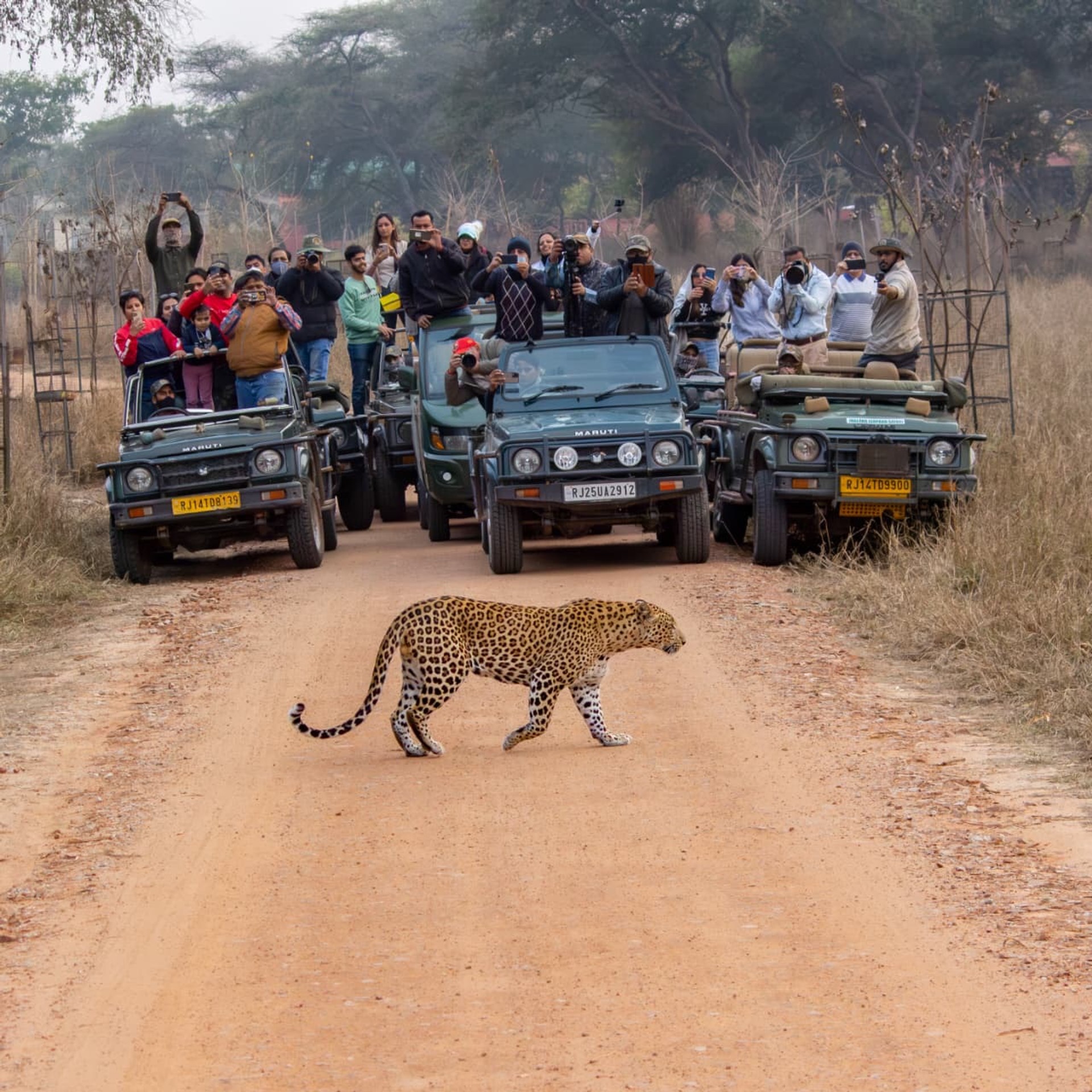 Leopard Safari