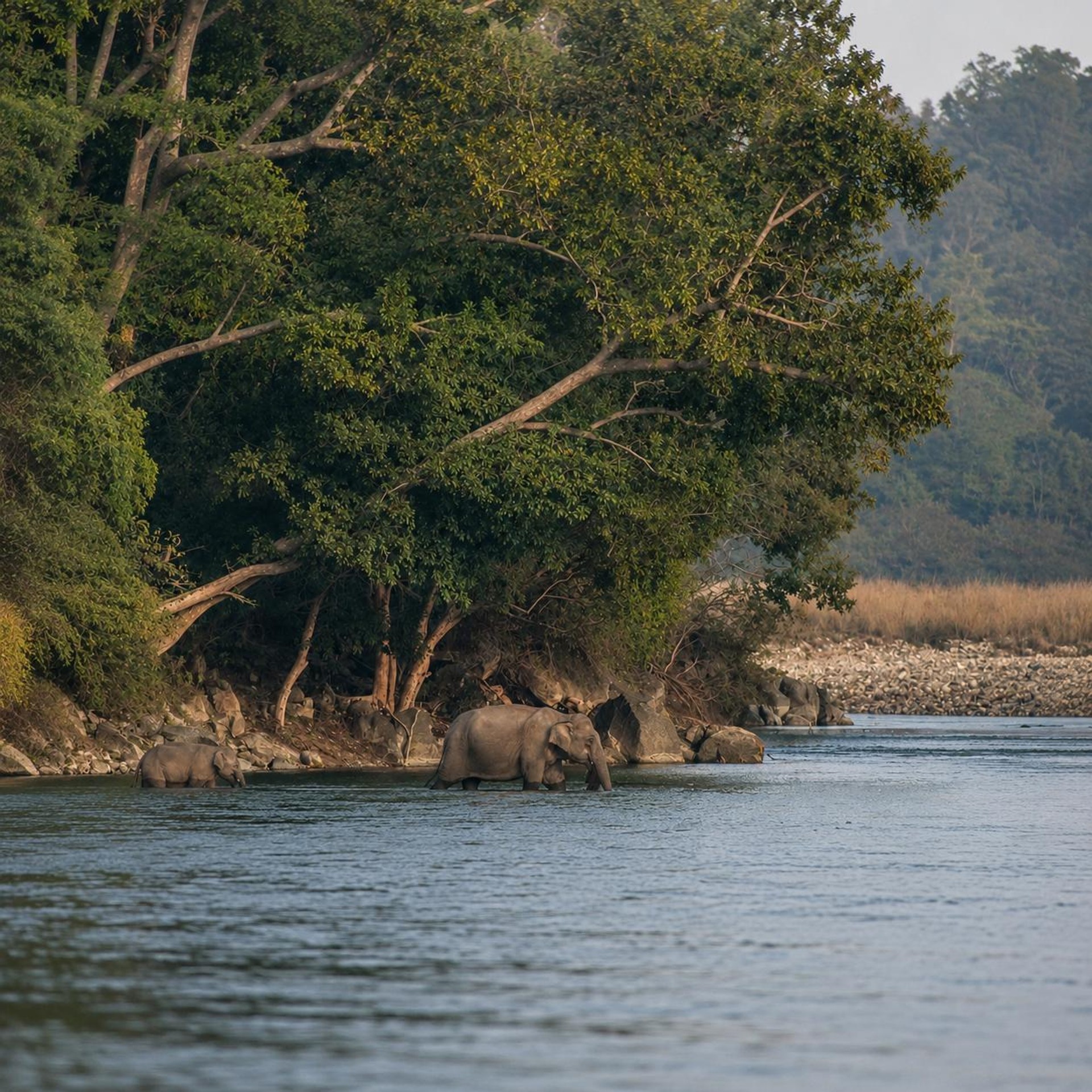 Elephant in Jim Corbett Park