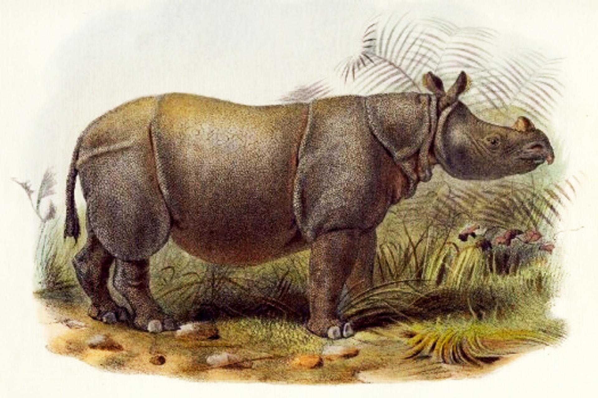 Painting of a female Indian Javan rhino