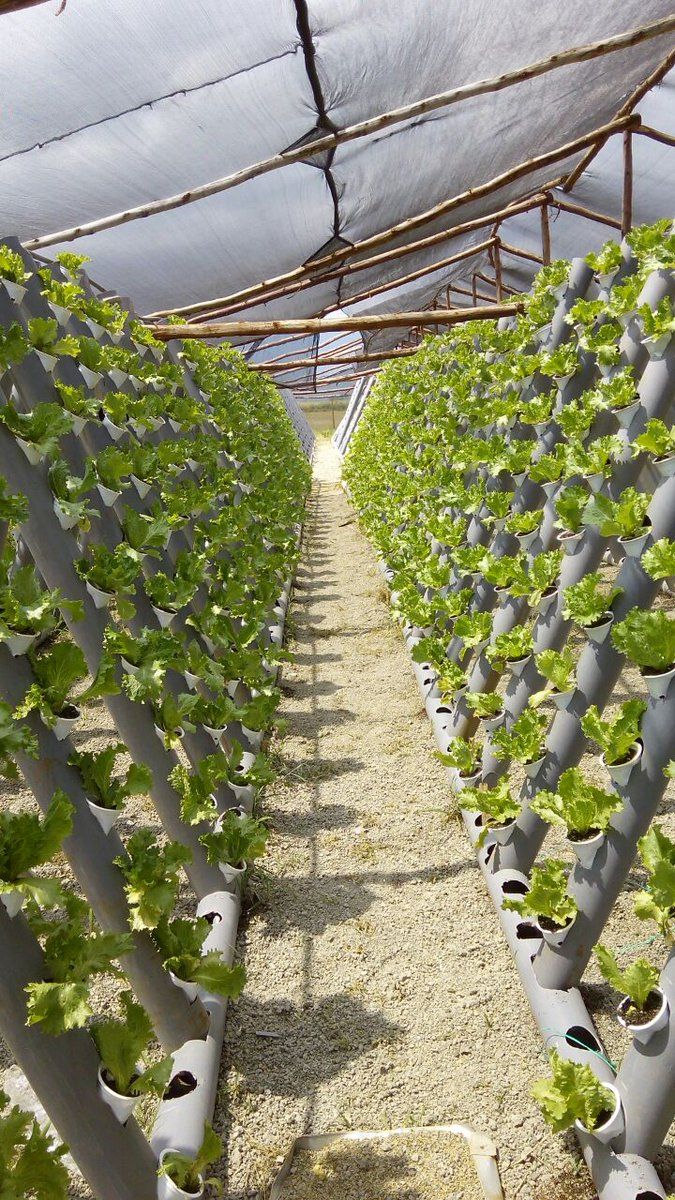 A DIY version of a hydroponics farm