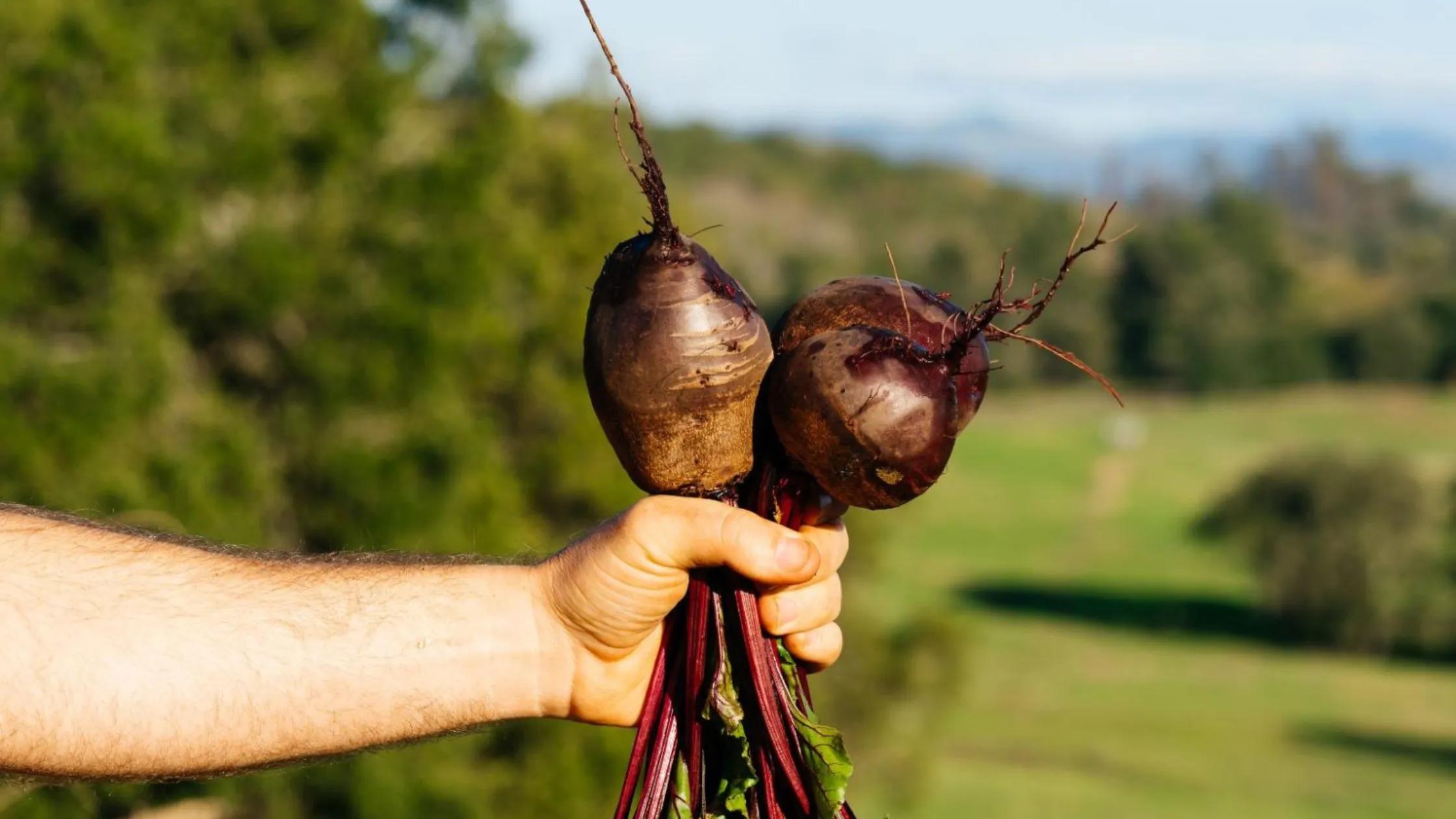 How Regenerative Agriculture Can Help Solve Climate Change