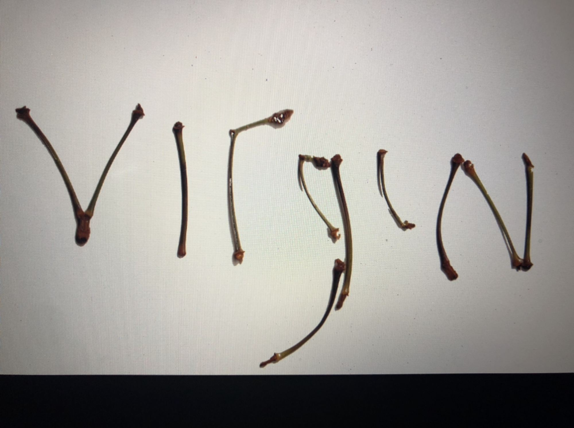 IMG_3232rydercherrystemfont.png