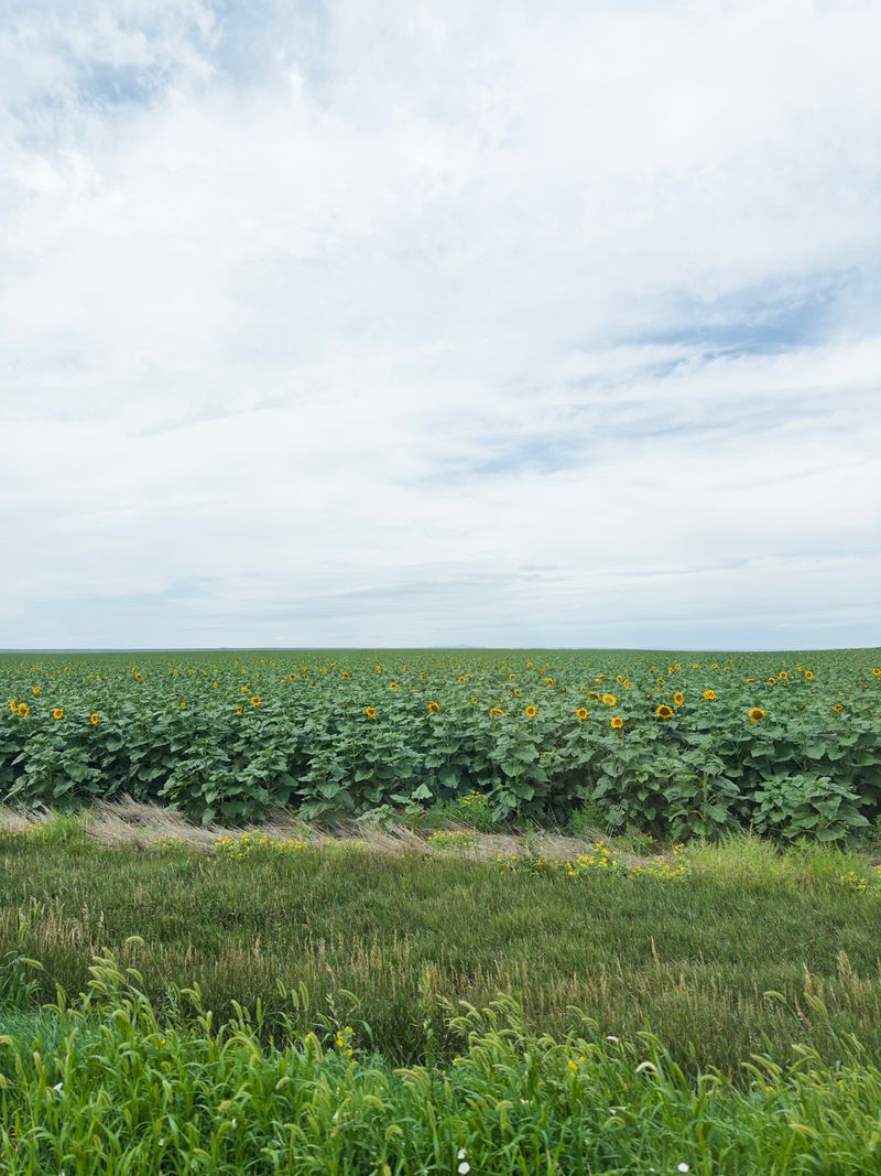 Sunflowers | Summer 2025