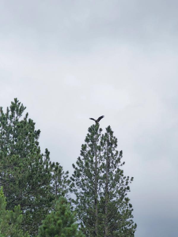 Bald Eagle | Summer 2025