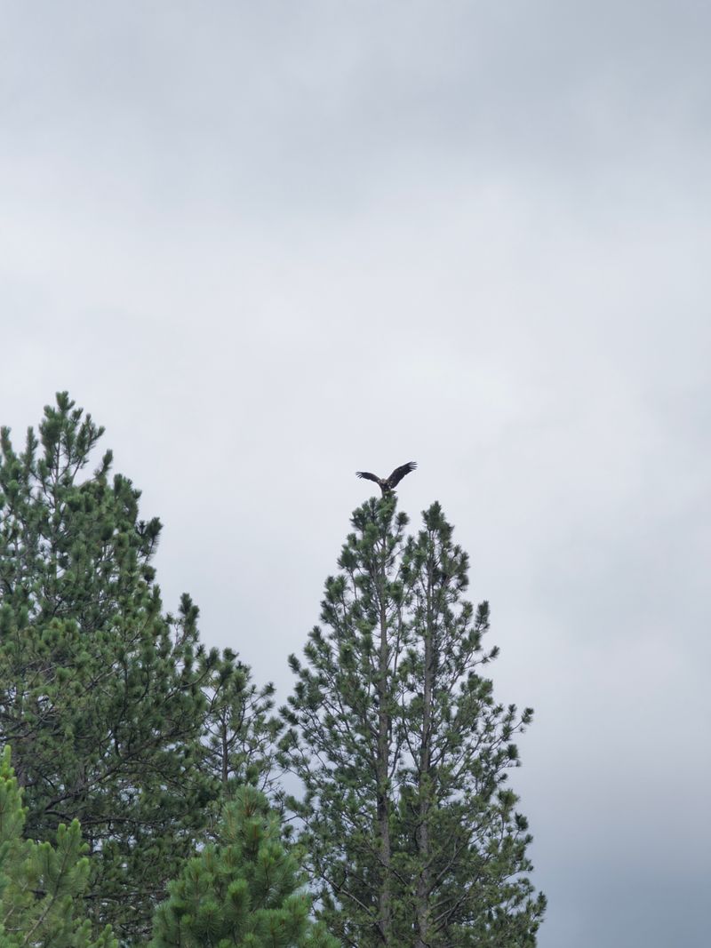 Bald Eagle | Summer 2025