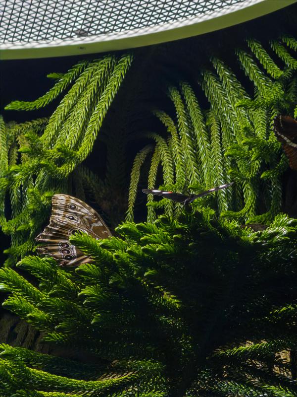 Butterfly | Summer 2025