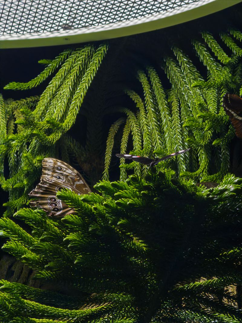 Butterfly | Summer 2025